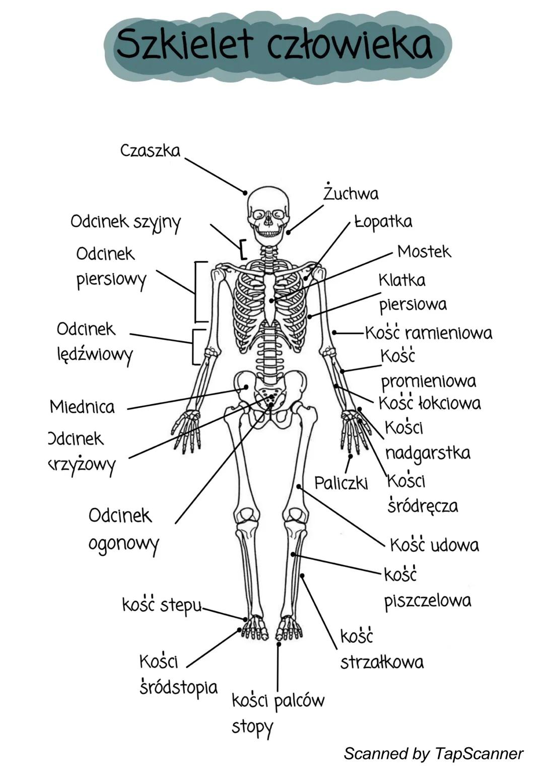 # Szkielet człowieka
Czaszka
Žuchwa
Odcinek szyjny
Łopatka
Odcinek
piersiowy
Odcinek
lędźwiowy
Miednica
Odcinek
crzyżowy
Odcinek
og