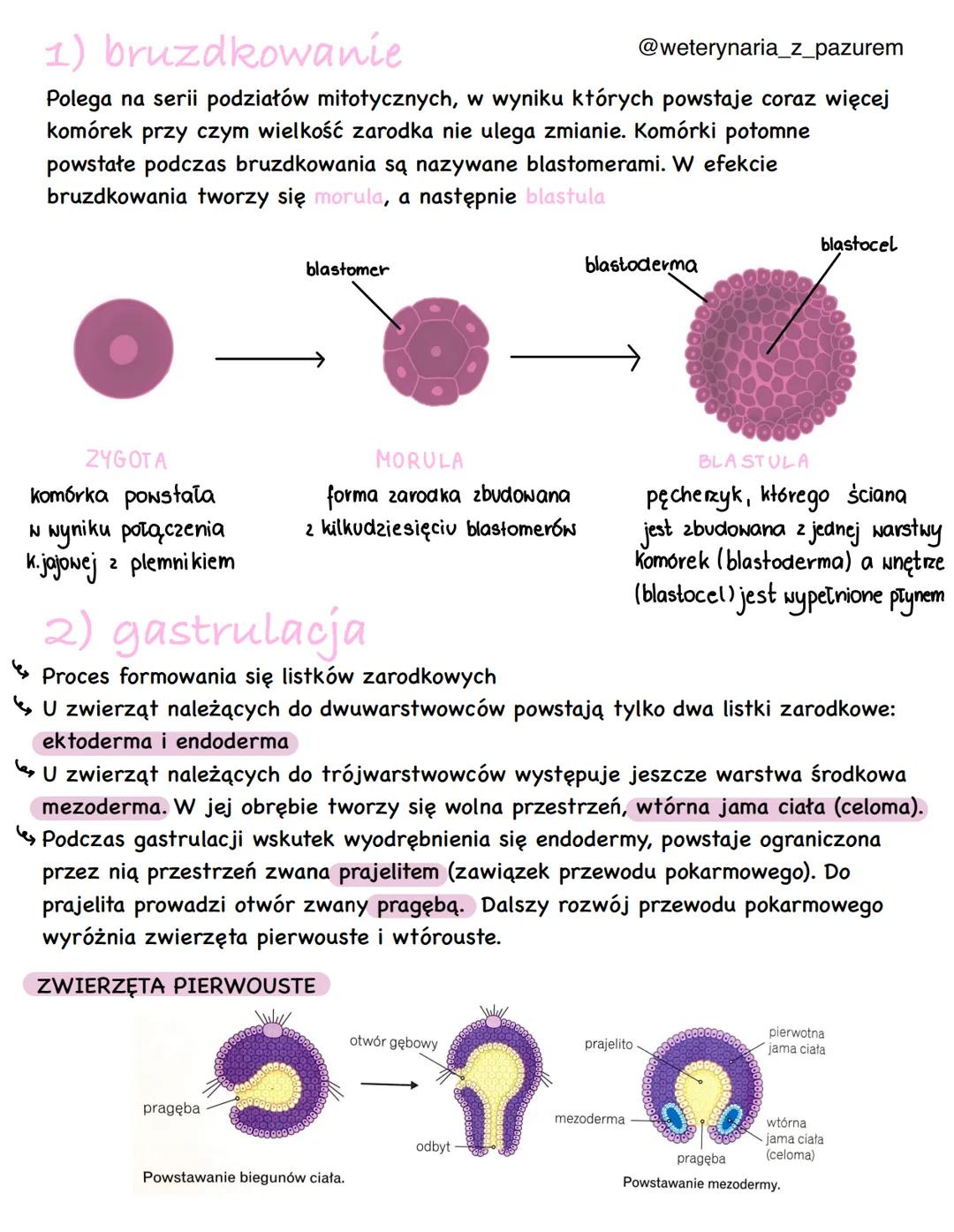 Cechy królestwa zwierząt
CECHY ZWIERZĄT:
są organizmami eukariotycznymi, ich komórki zawierają liczne lizosomy i nie
mają ściany komórkowej
