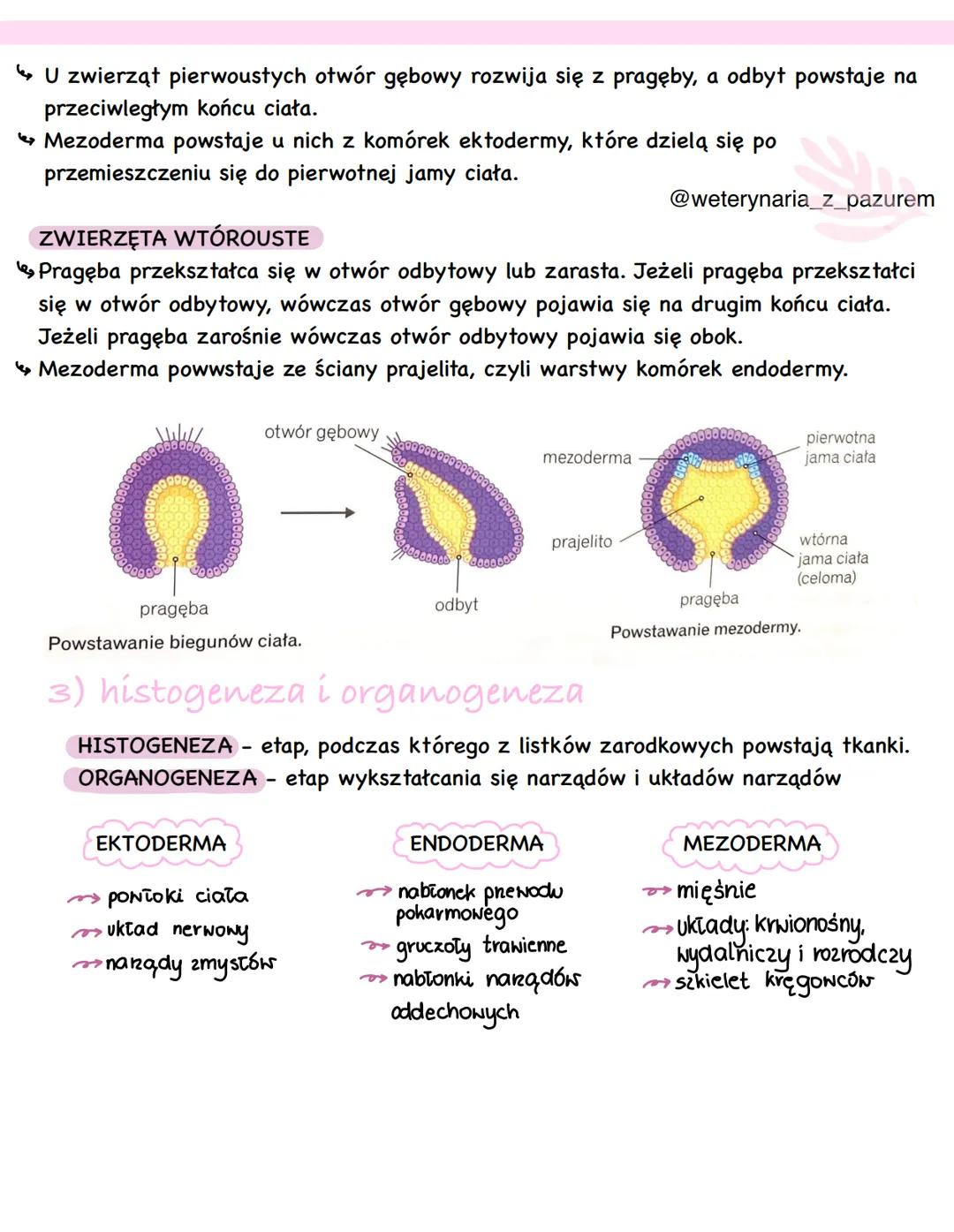 Cechy królestwa zwierząt
CECHY ZWIERZĄT:
są organizmami eukariotycznymi, ich komórki zawierają liczne lizosomy i nie
mają ściany komórkowej
