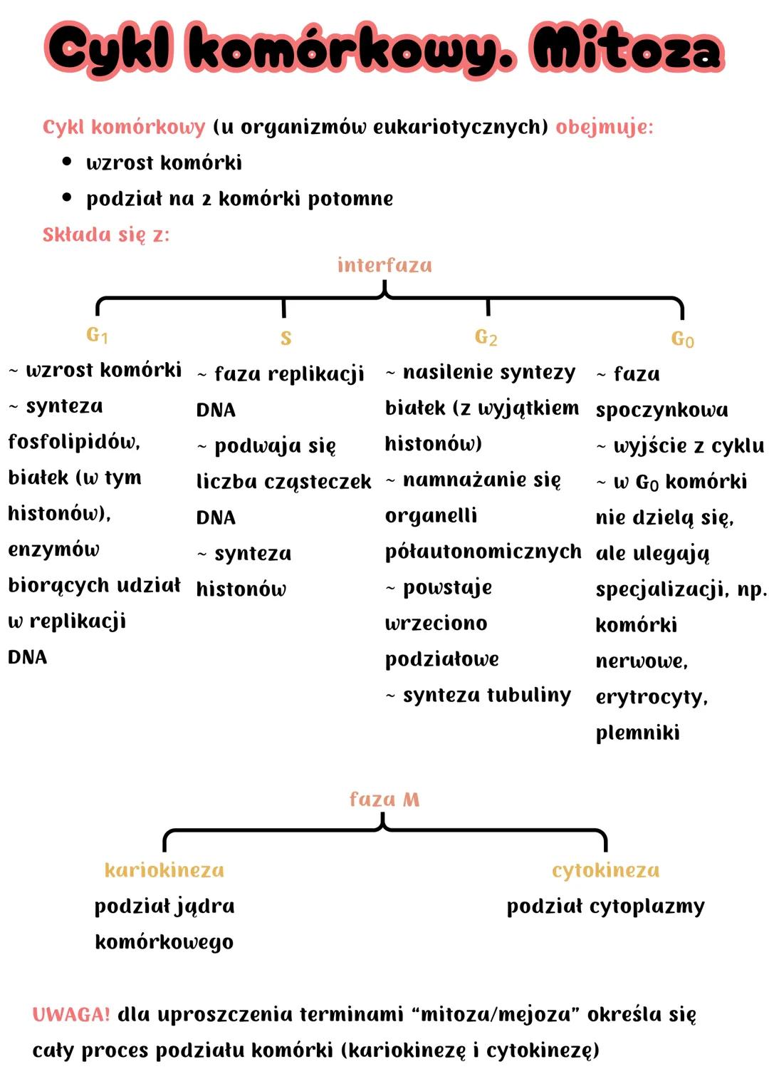 Cykl komórkowy. Mitoza
Cykl komórkowy (u organizmów eukariotycznych) obejmuje:
• wzrost komórki
• podział na 2 komórki potomne
Składa się z: