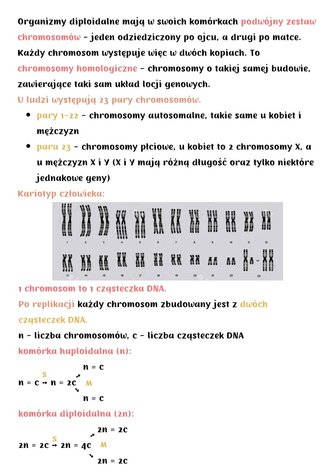Cykl komórkowy. Mitoza
Cykl komórkowy (u organizmów eukariotycznych) obejmuje:
• wzrost komórki
• podział na 2 komórki potomne
Składa się z: