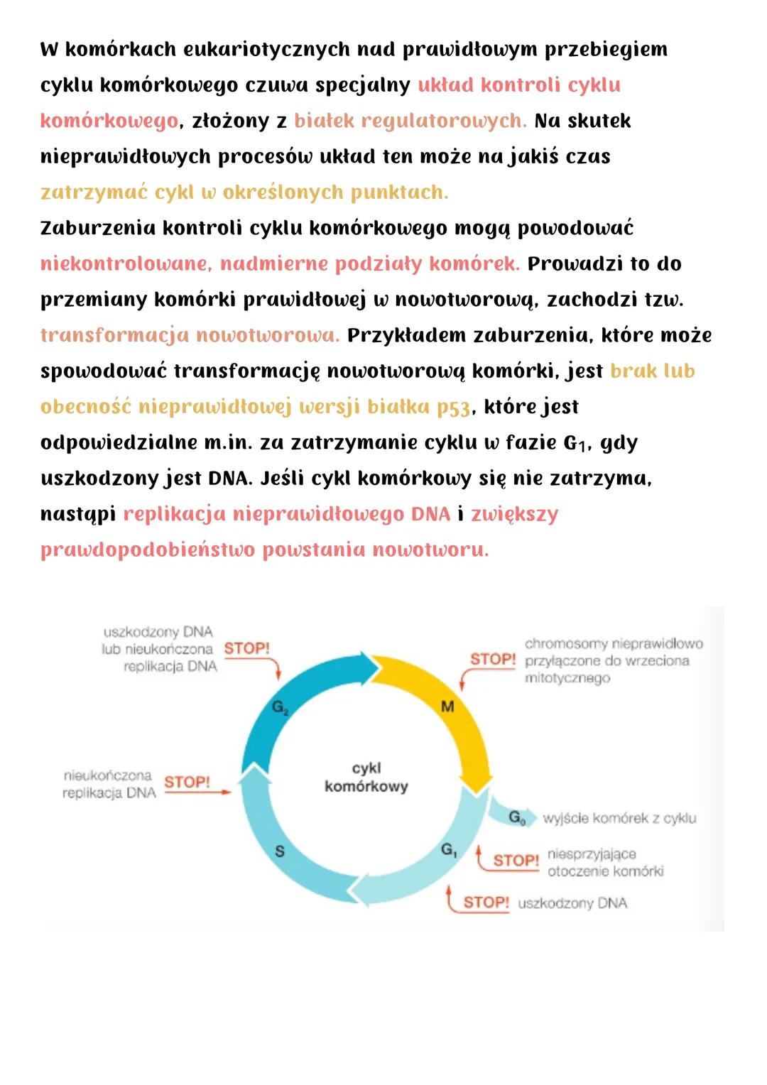 Cykl komórkowy. Mitoza
Cykl komórkowy (u organizmów eukariotycznych) obejmuje:
• wzrost komórki
• podział na 2 komórki potomne
Składa się z:
