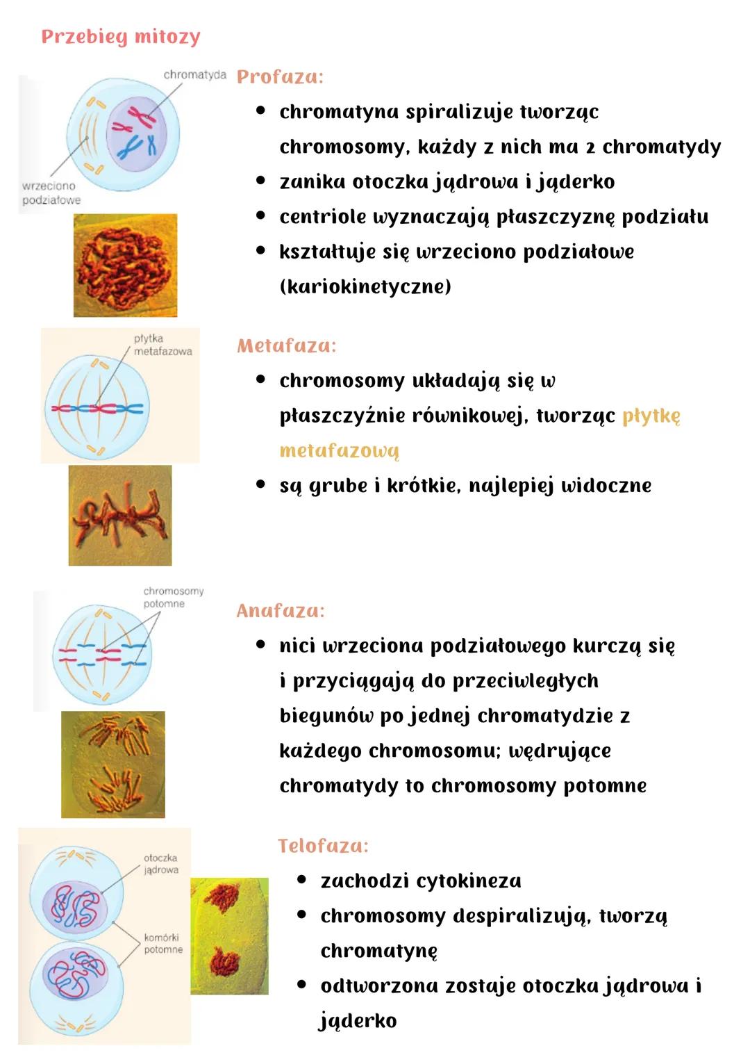 Cykl komórkowy. Mitoza
Cykl komórkowy (u organizmów eukariotycznych) obejmuje:
• wzrost komórki
• podział na 2 komórki potomne
Składa się z: