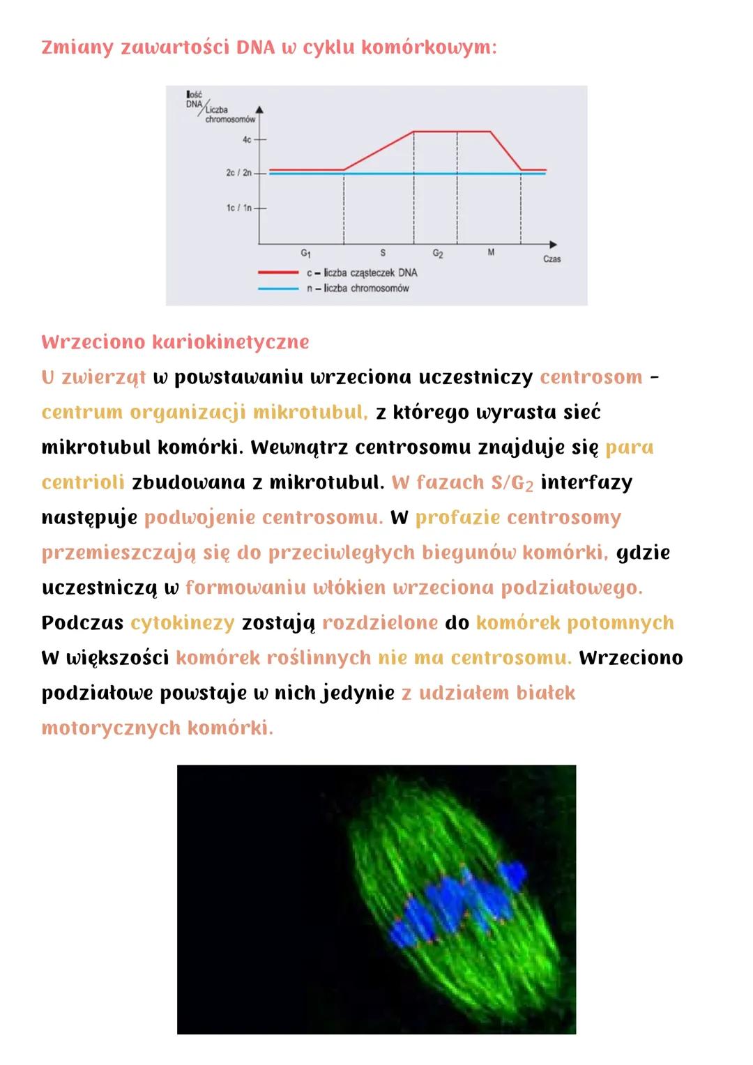 Cykl komórkowy. Mitoza
Cykl komórkowy (u organizmów eukariotycznych) obejmuje:
• wzrost komórki
• podział na 2 komórki potomne
Składa się z:
