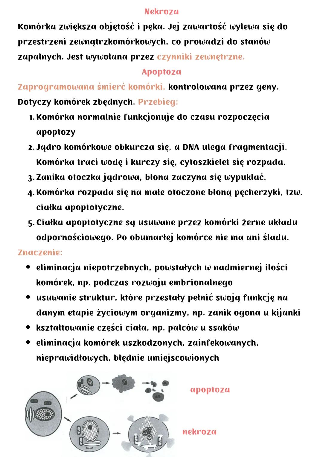 Cykl komórkowy. Mitoza
Cykl komórkowy (u organizmów eukariotycznych) obejmuje:
• wzrost komórki
• podział na 2 komórki potomne
Składa się z: