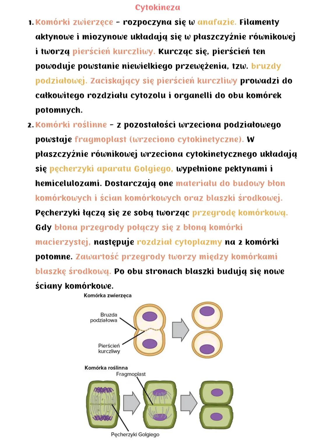 Cykl komórkowy. Mitoza
Cykl komórkowy (u organizmów eukariotycznych) obejmuje:
• wzrost komórki
• podział na 2 komórki potomne
Składa się z: