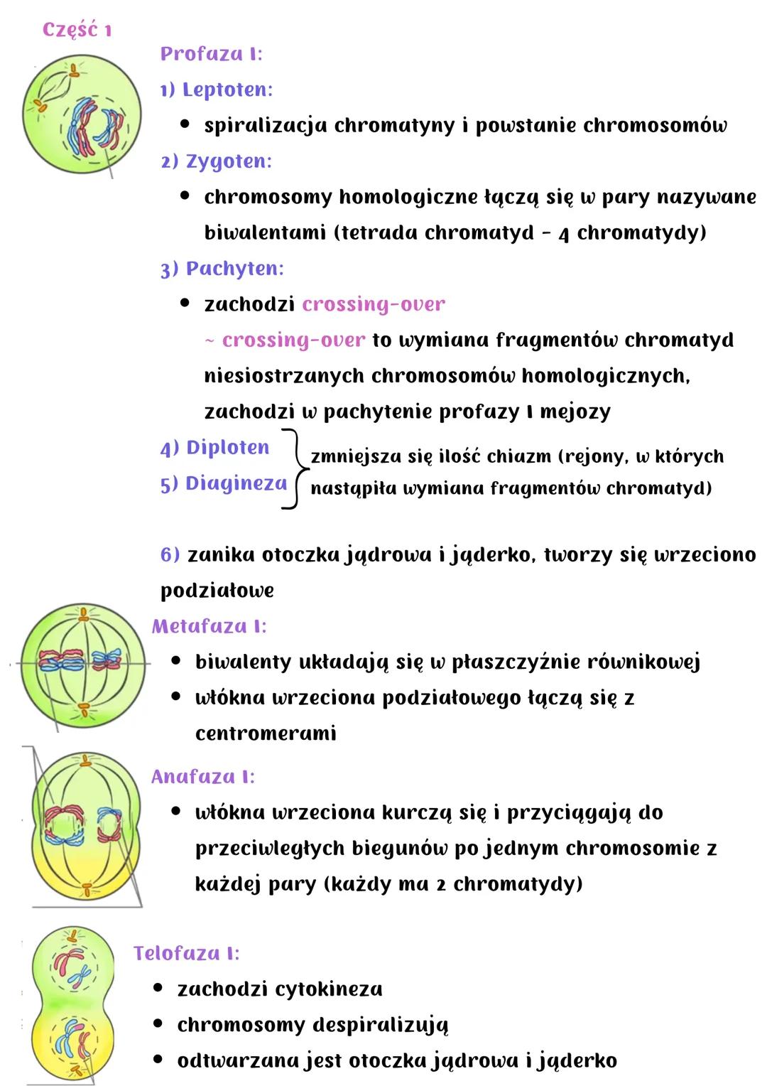 # Mejoza
Podział redukcyjny - w jej wyniku powstają 4 komórki haploidalne
o zredukowanej o połowę liczbie chromosomów
Zachodzi wyłącznie u