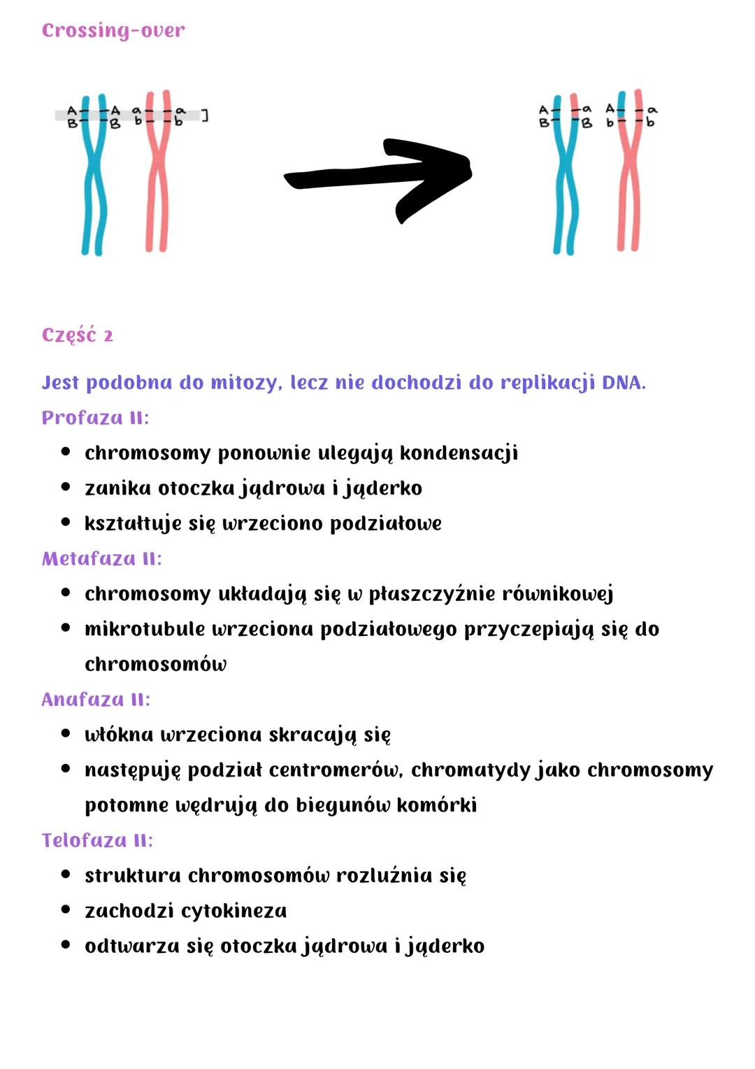 # Mejoza
Podział redukcyjny - w jej wyniku powstają 4 komórki haploidalne
o zredukowanej o połowę liczbie chromosomów
Zachodzi wyłącznie u