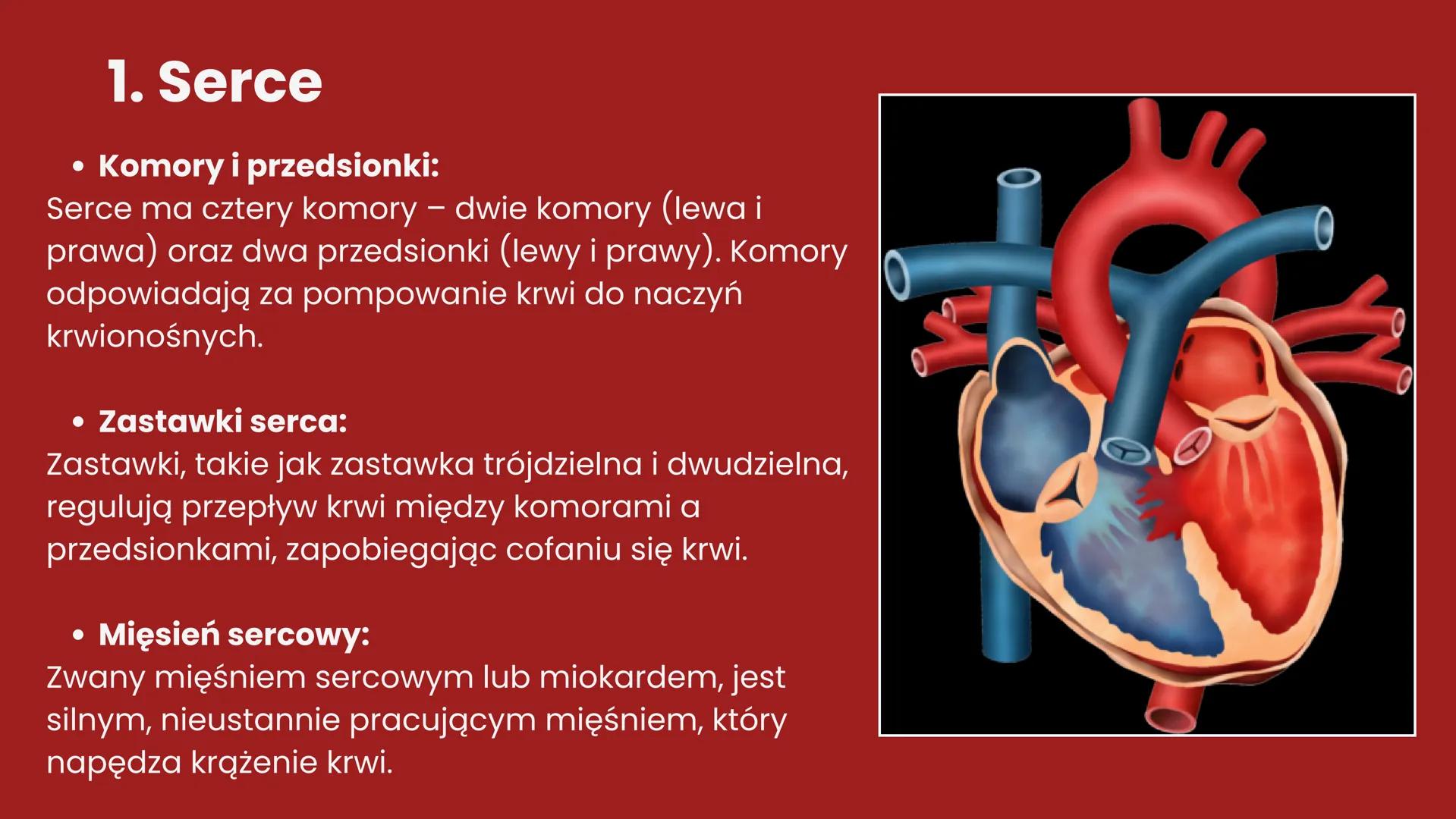 CHOROBY UKŁADU
KRĄŻENIA + Układ krążenia - definicja
Układ krążenia, znany również jako układ
sercowo-naczyniowy, to złożony system
biologic