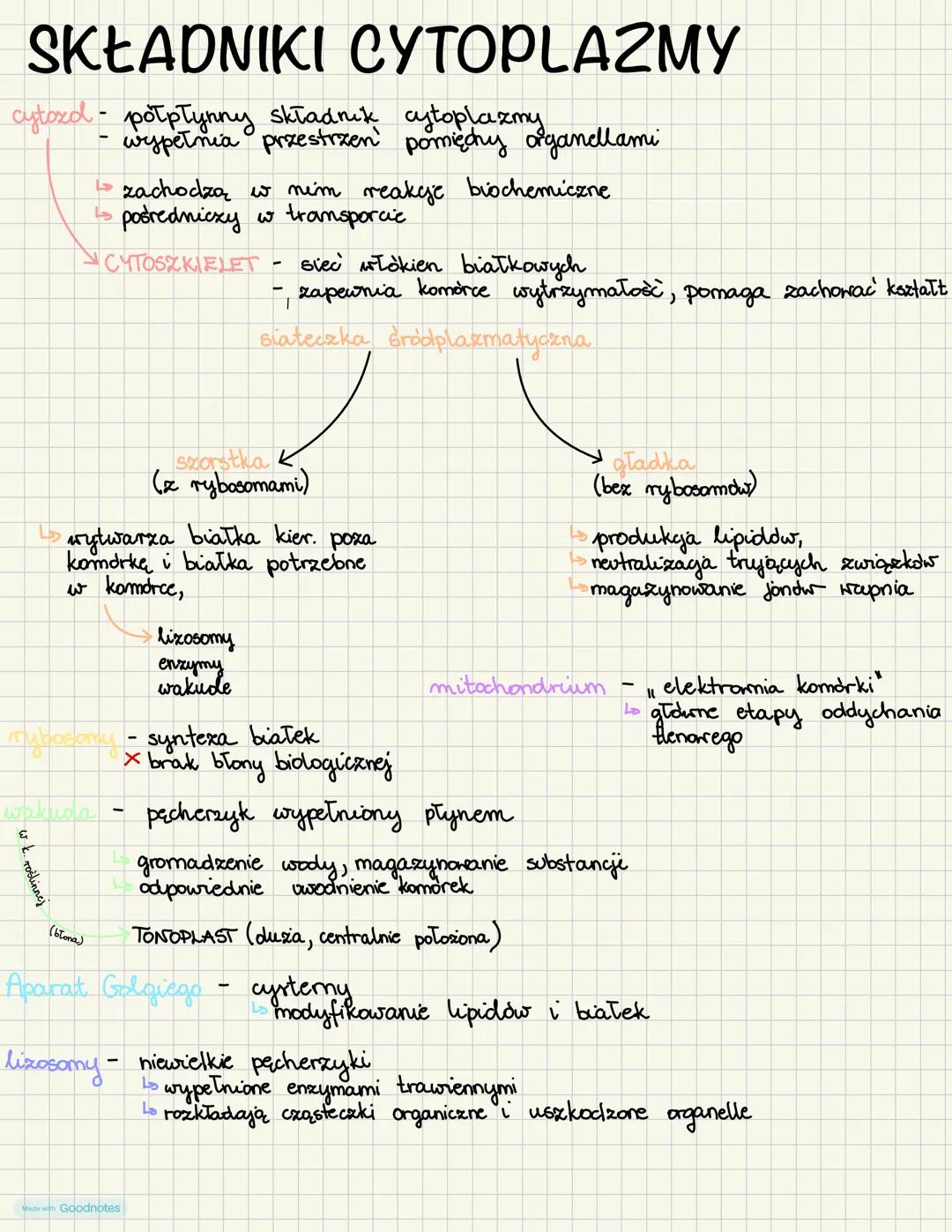# SKŁADNIKI CYTOPLAZMY
cytozd potpłynny składnik cytoplazmy
- wypełnia przestrzen pomiędny organellami
- zachodzą w nim reakcje biochemiczn