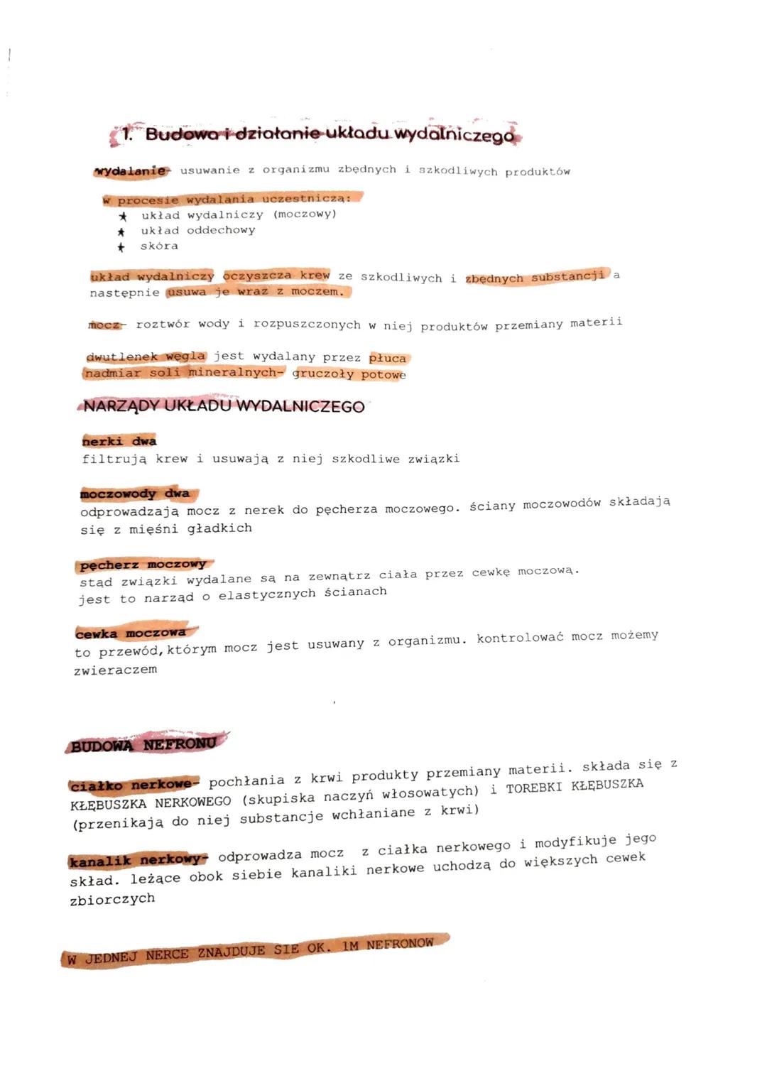 Budowa i działanie układu wydalniczego