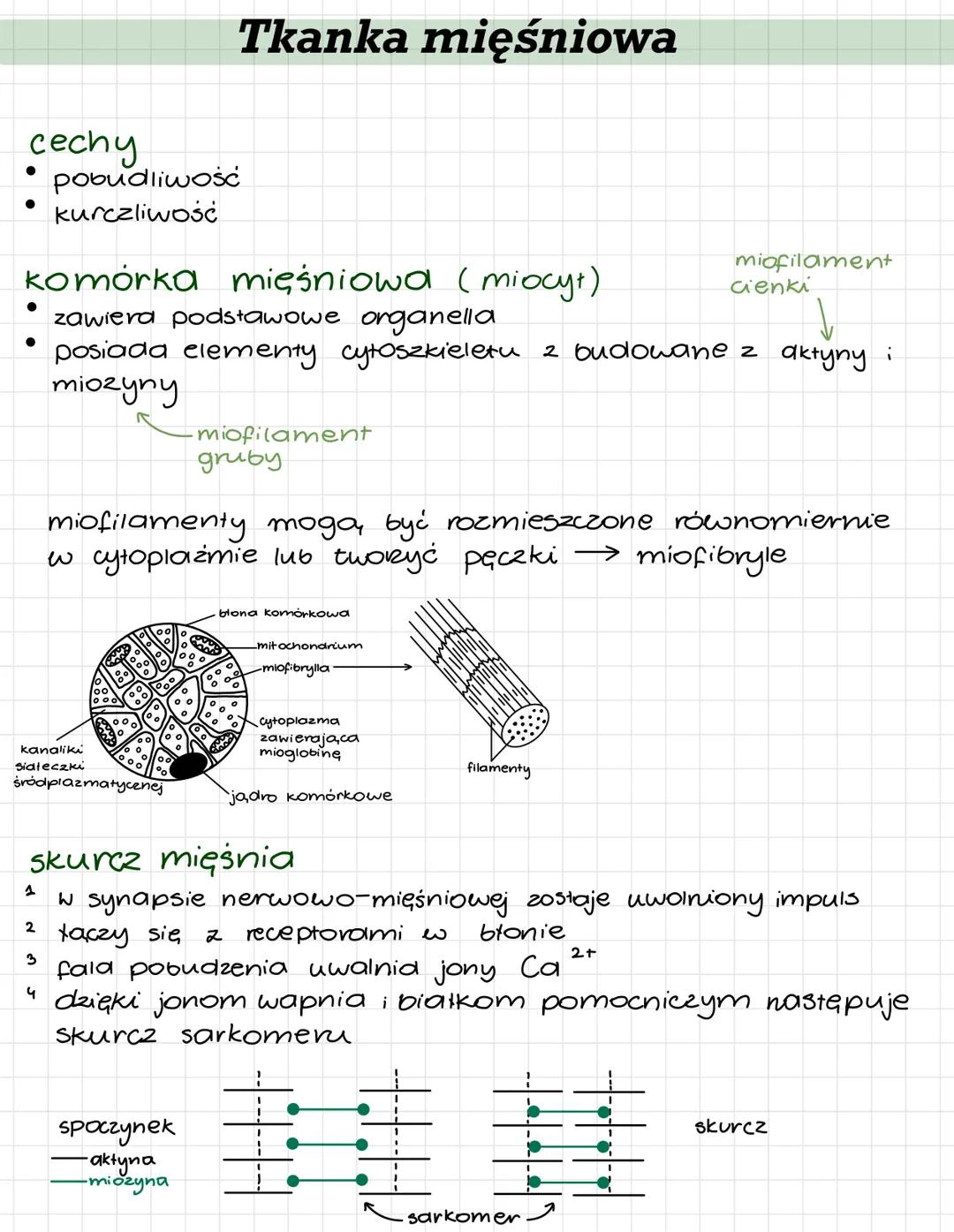 cechy
pobudliwość
kurczliwość
komórka mięśniowa (miocyt)
zawiera podstawowe organella
posiada elementy cytoszkieletu 2 budowane z aktyny i
m