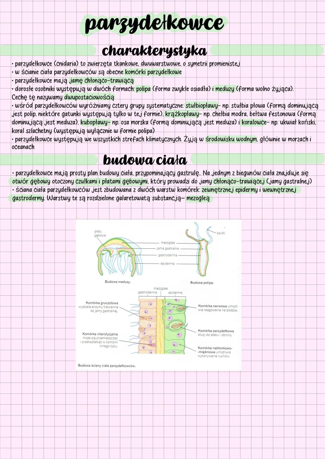 # parzydełkowce
## charakterystyka
•parzydełkowce (cnidaria) to zwierzęta tkankowe, dwuwarstwowe, o symetrii promienistej
• w ścianie ciała