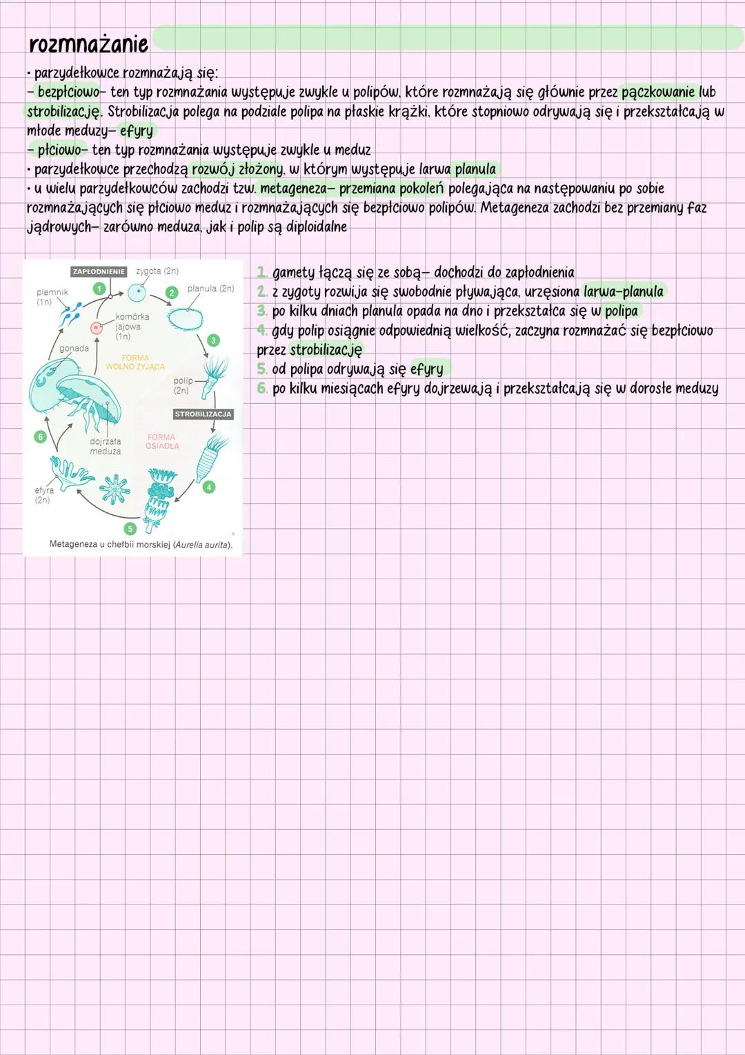 # parzydełkowce
## charakterystyka
•parzydełkowce (cnidaria) to zwierzęta tkankowe, dwuwarstwowe, o symetrii promienistej
• w ścianie ciała