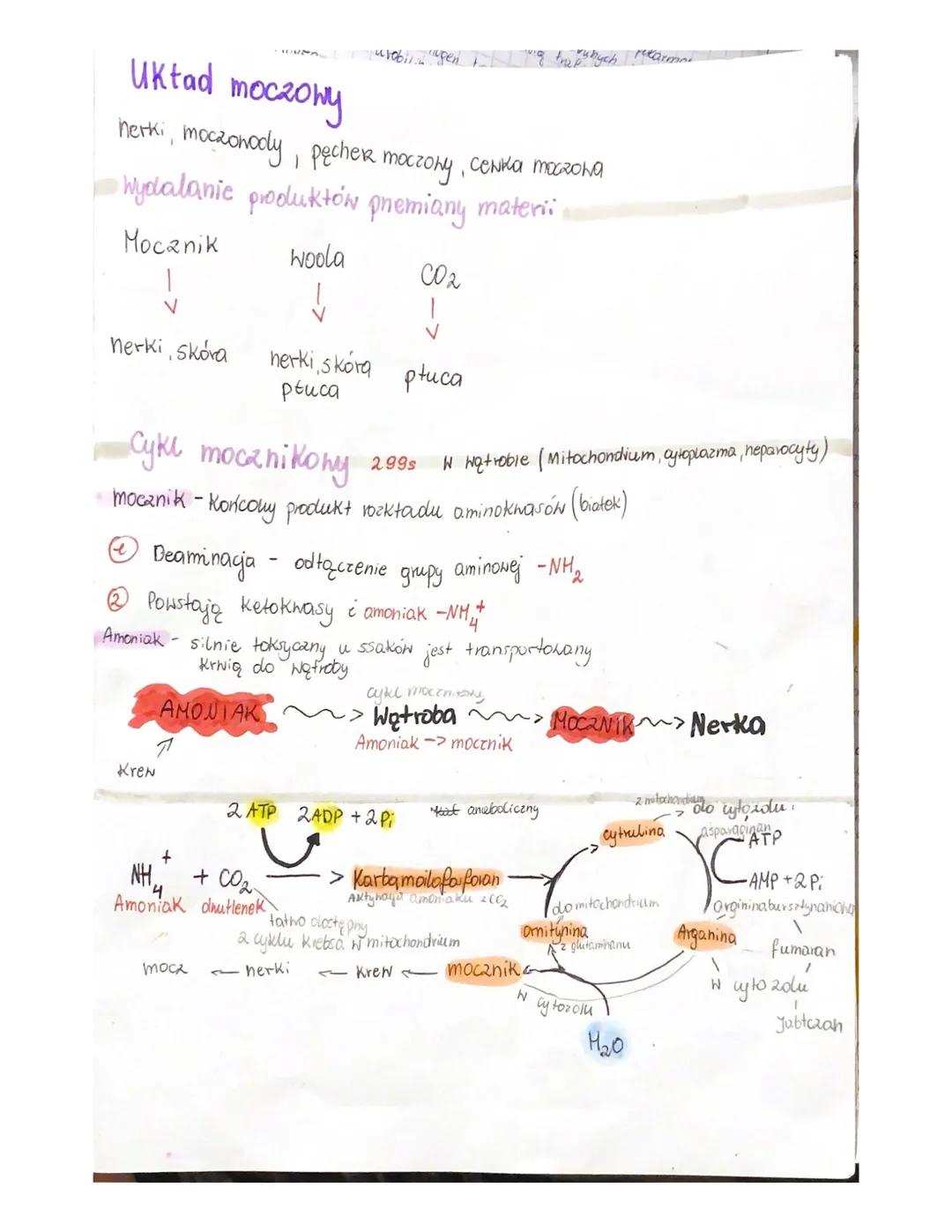 nerki, skóra
Uktad
тосгону
1
herki moczowody pęcher moczony, CeNka moczowa
Wydalanic produktów premiany materii
Mocanik
e
Krew
AMONIAK
Turob