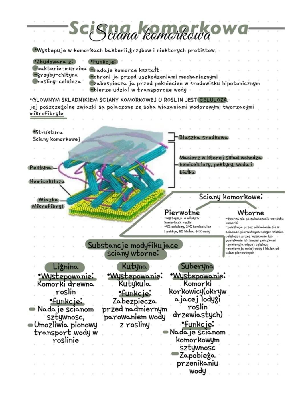 # Sciana komorkowa-
* Wystepuje w komorkach bakterii, grzybow i niektorych protistow.
*Zbudowana z: *Funkcje:
-bakterie-mureina -nadaje k