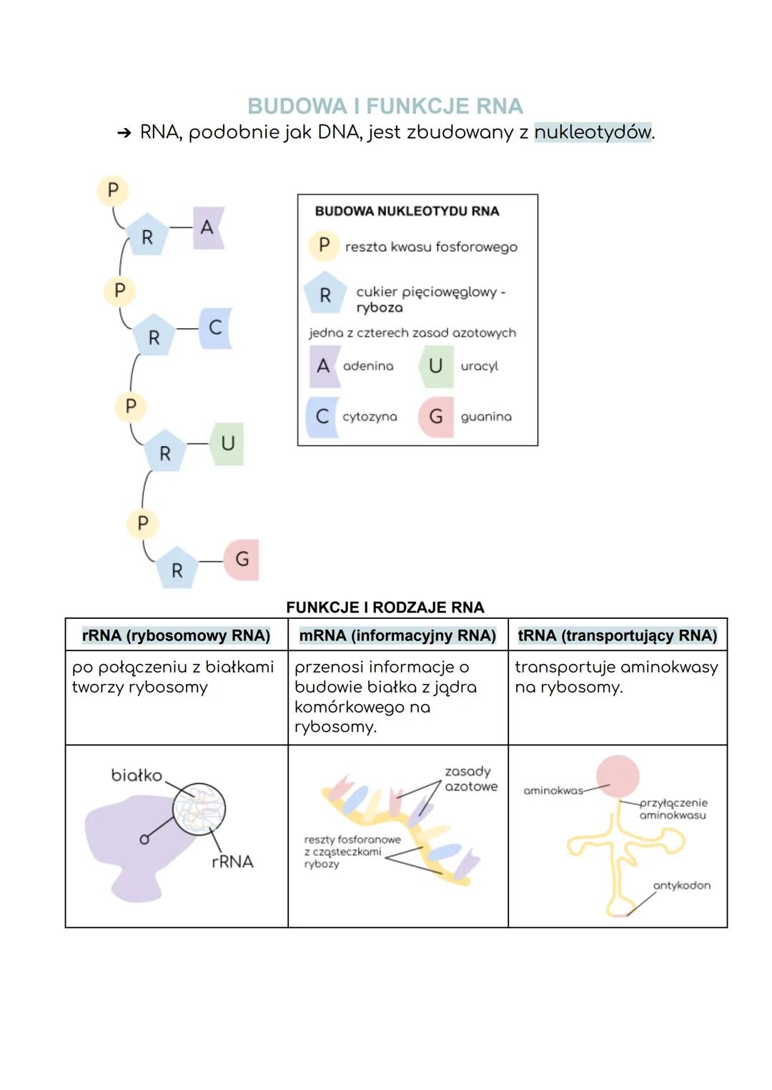 CZYM JEST DNA?
GENETYKA MOLEKULARNA
DNA jest nośnikiem informacji genetycznej zakodowanej w
genach.
CZYM SĄ GENY?
Są podstawowymi jednostkam
