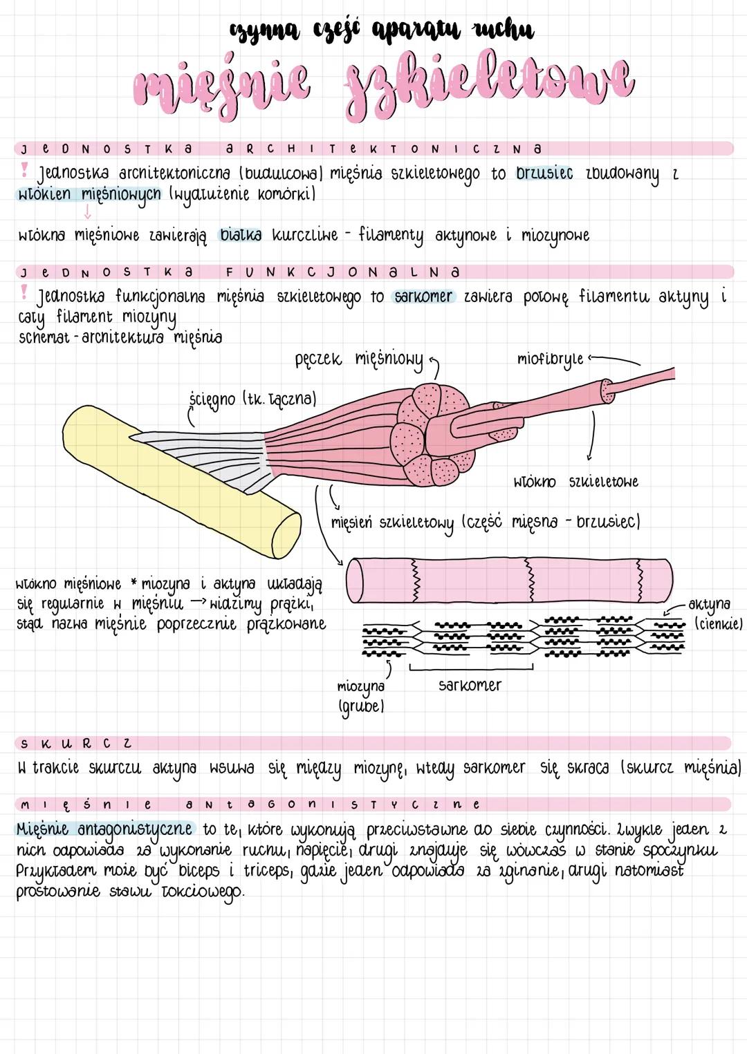 # czynna część aparaty ruchu
# mięśnie szkieletowe
JEDNOSTKа aRC NICZNa
! Jednostka architektoniczna (budulcowa) mięśnia szkieletowego to