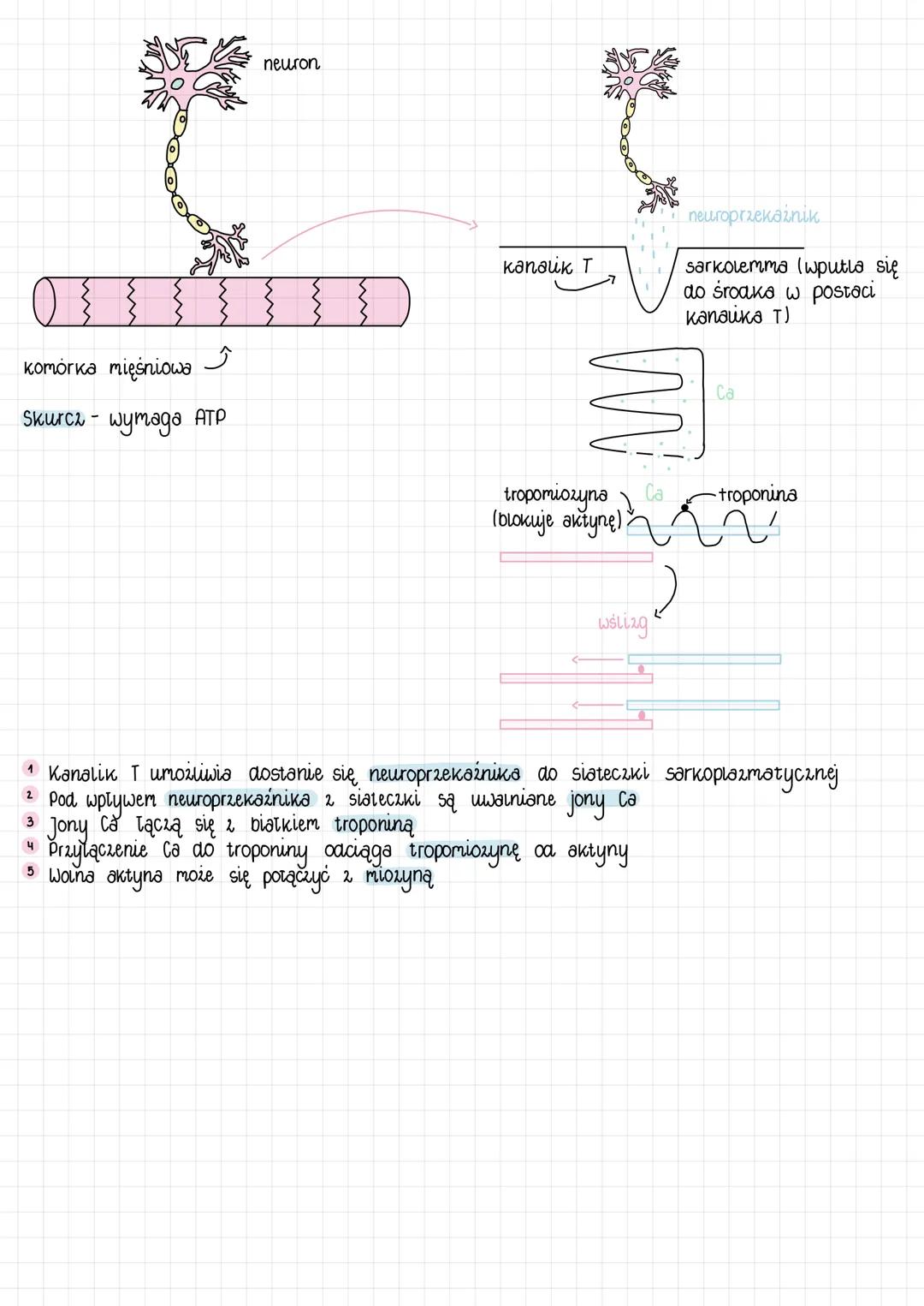 # czynna część aparaty ruchu
# mięśnie szkieletowe
JEDNOSTKа aRC NICZNa
! Jednostka architektoniczna (budulcowa) mięśnia szkieletowego to