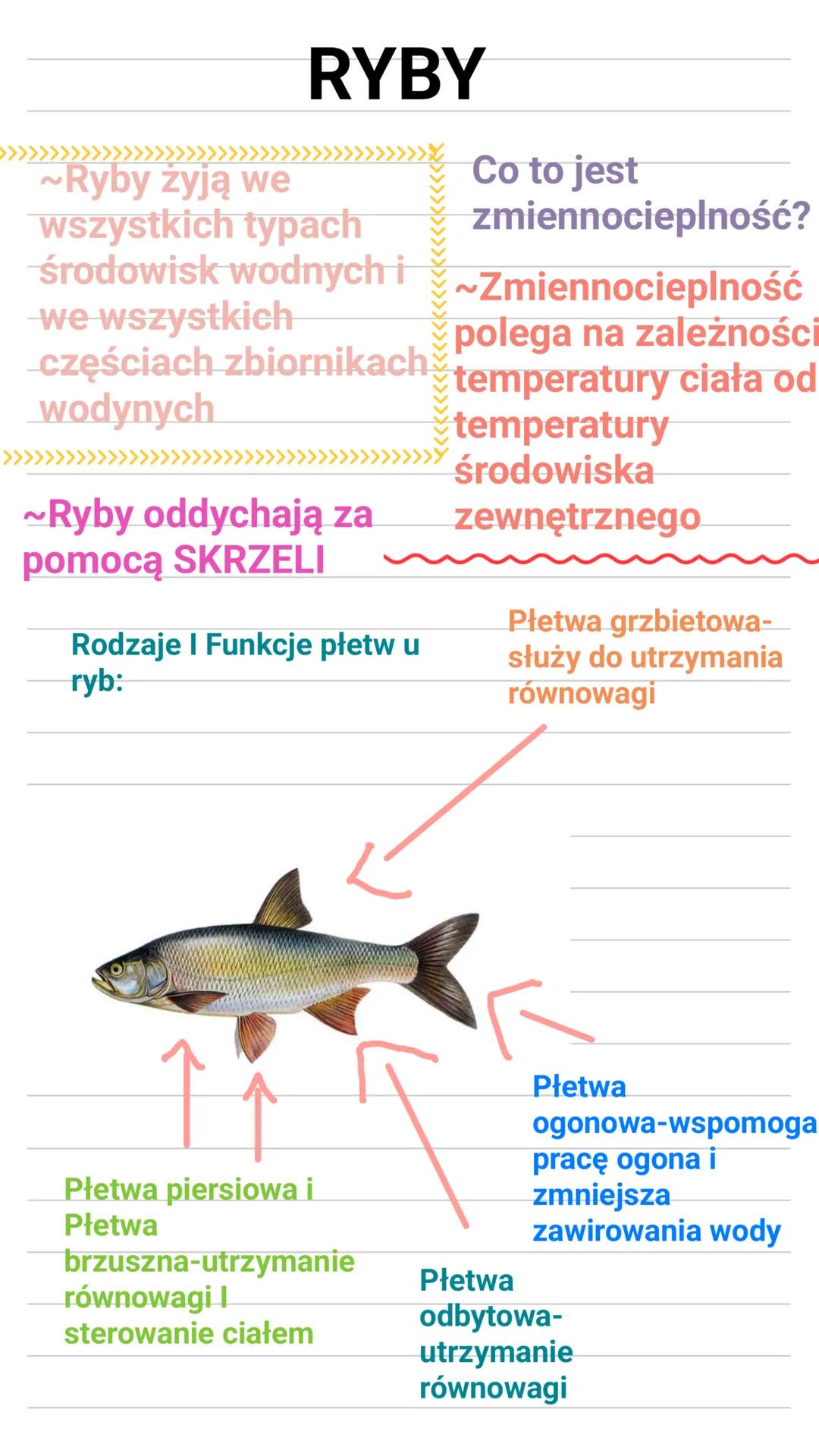 ~Ryby żyją we
RYBY
wszystkich typach
środowisk wodnych i
we wszystkich
częściach zbiornikach
wodynych
~Ryby oddychają za
pomocą SKRZELI
Rodz