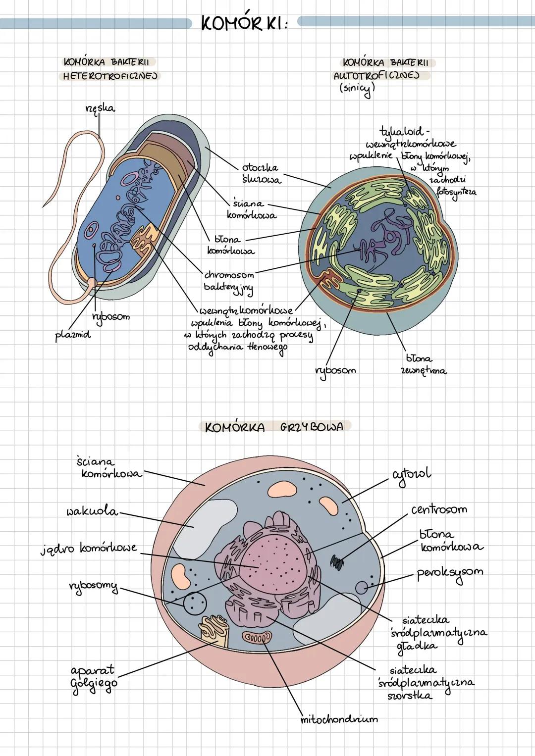 Budowa komórek Grzybowej bakteryjnej zwierzęcej roślinnej
