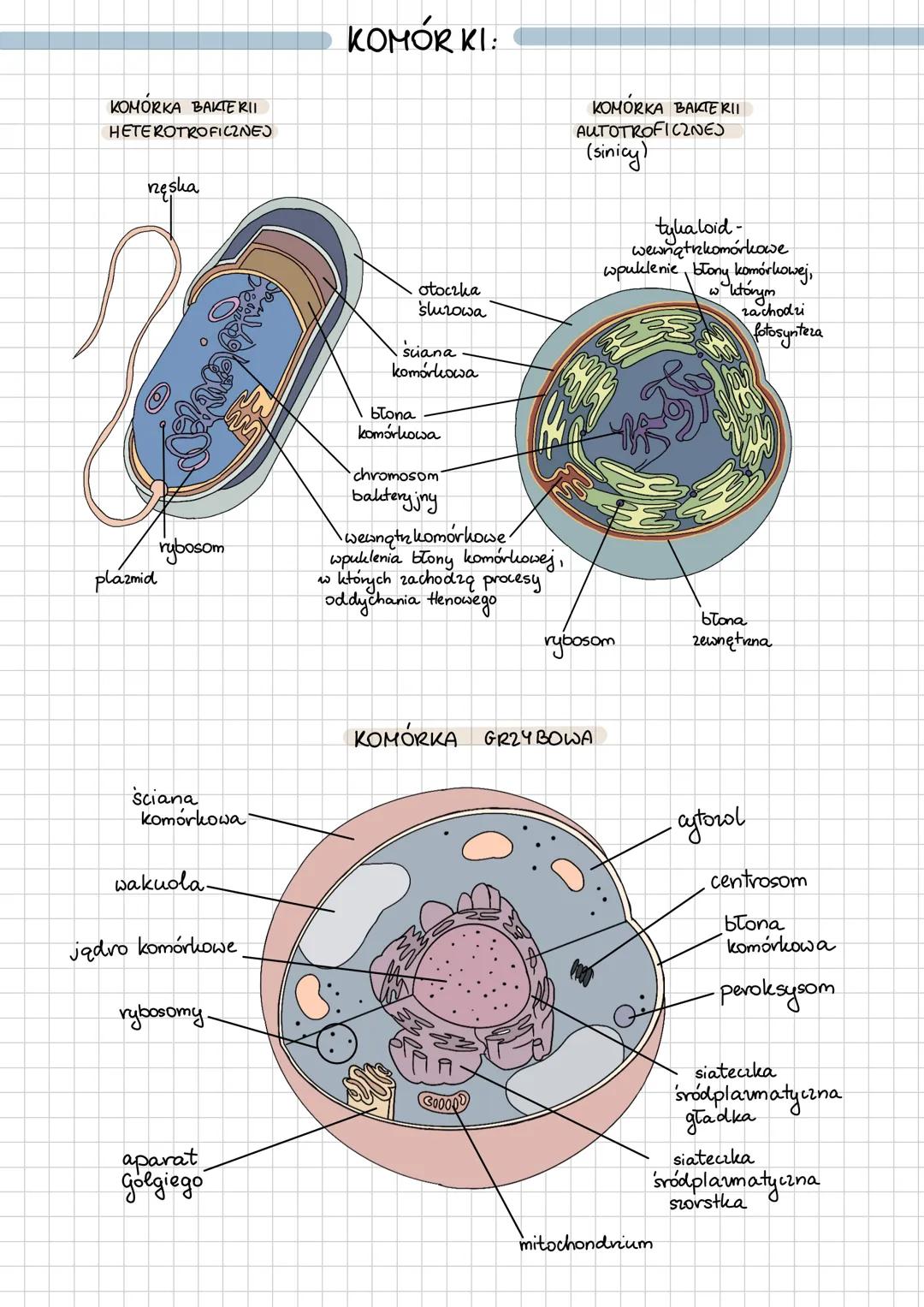 KOMÓRKA BAKTERI
HETEROTROFICZNEJ
nzęska
rybosom
plazmid
w
Sciana
komórkowa
wakuola.
jądro komórkowe
rybosomy.
KOMÓRKI:
otoczka
sluzowa
scana