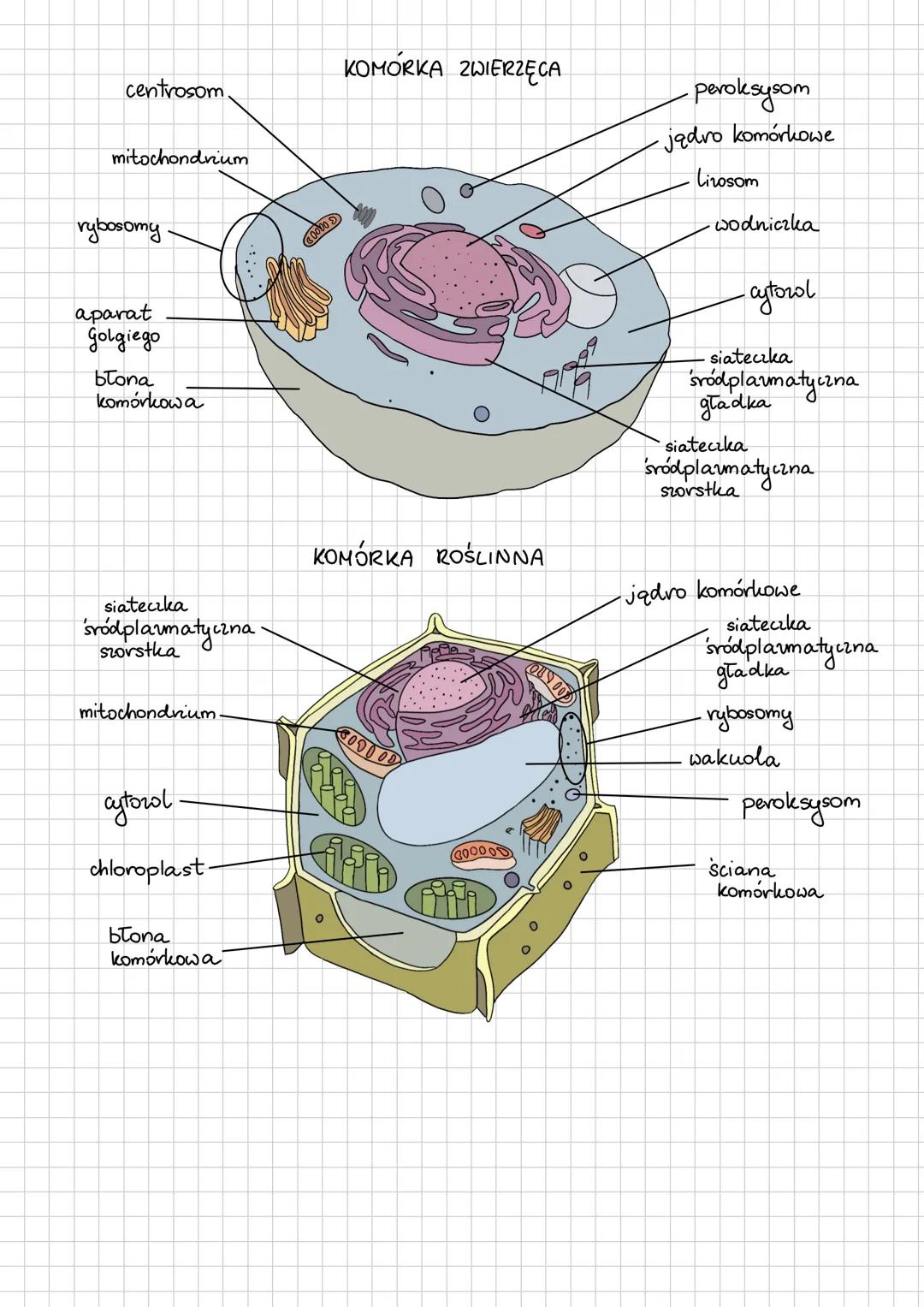 KOMÓRKA BAKTERI
HETEROTROFICZNEJ
nzęska
rybosom
plazmid
w
Sciana
komórkowa
wakuola.
jądro komórkowe
rybosomy.
KOMÓRKI:
otoczka
sluzowa
scana