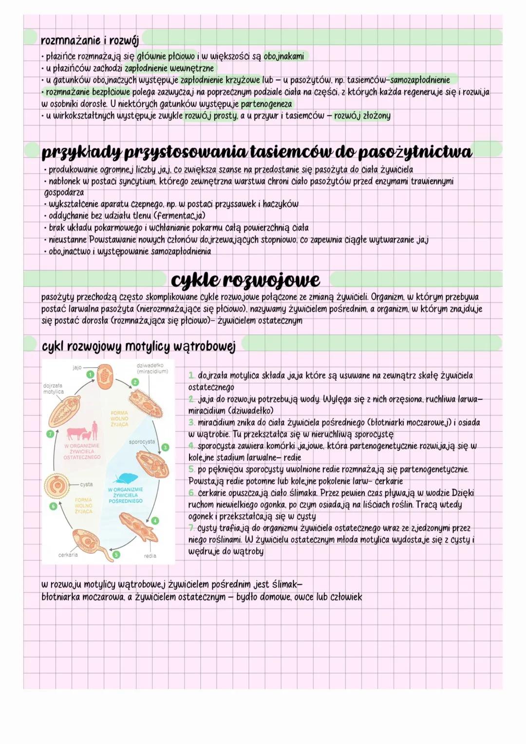 płazińce
charakterystyka
• płazińce (Platyhelminthes) to zwierzęta tkankowe, trójwarstwowe, pierwouste, acelomatyczne. Przestrzenie między i