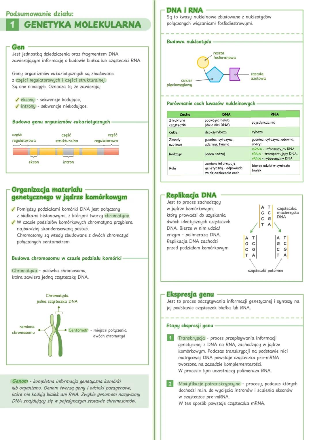 Podsumowanie działu:
# 1 GENETYKA MOLEKULARNA
---
# DNA I RNA
Są to kwasy nukleinowe zbudowane z nukleotydów
polączonych wiązaniami fosfod