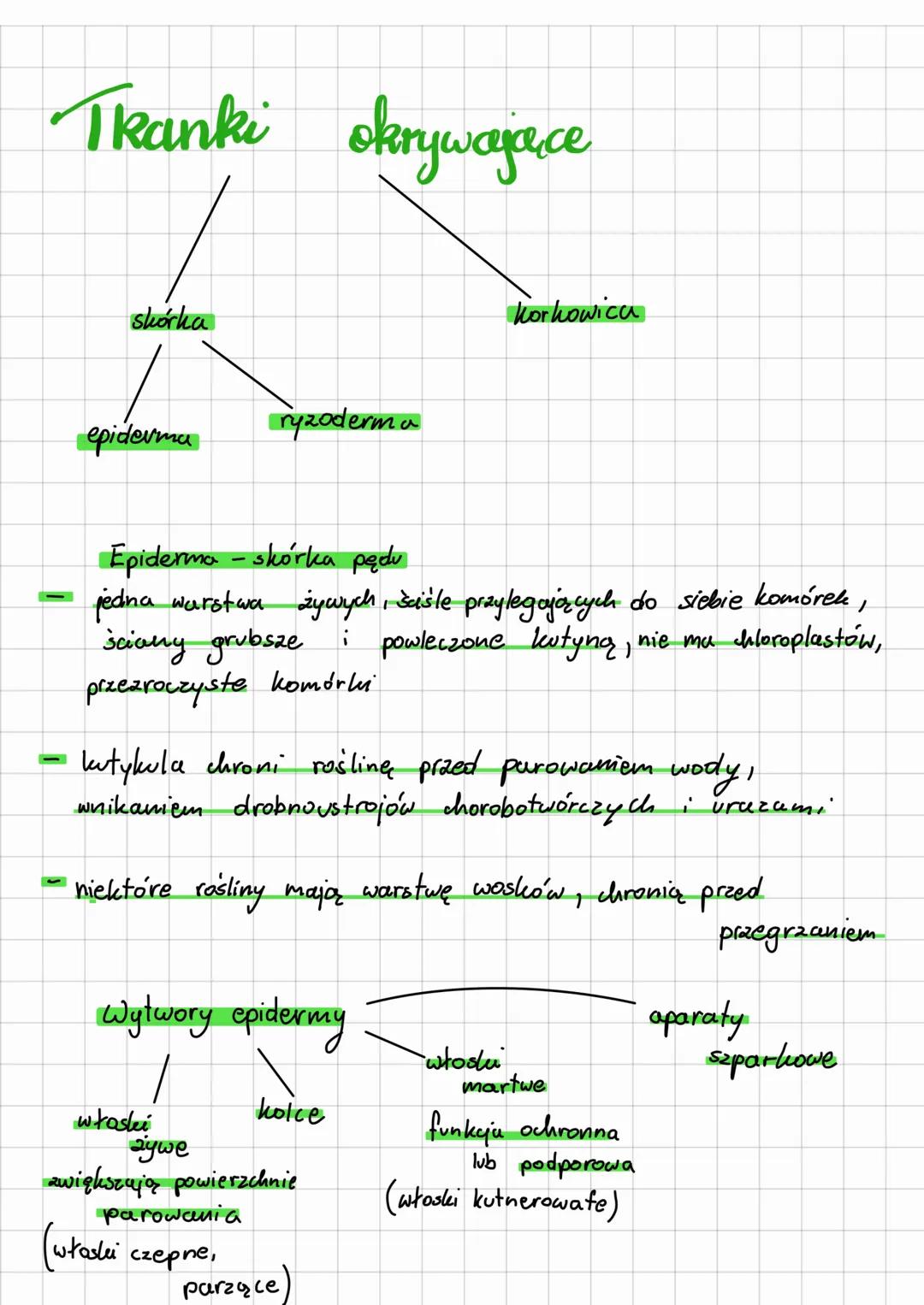 # Tranki okrywające
skórka
korkowica
ryzoderm a
epiderma
-
-
Epidermo - skórka pędu
jedna warstwa żywych, šišle przylegających do si