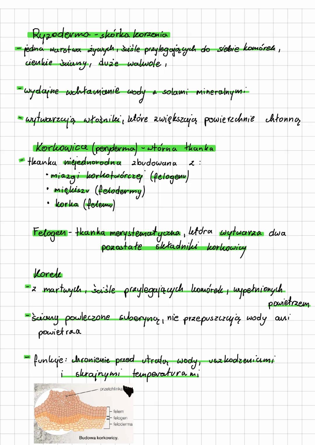 # Tranki okrywające
skórka
korkowica
ryzoderm a
epiderma
-
-
Epidermo - skórka pędu
jedna warstwa żywych, šišle przylegających do si
