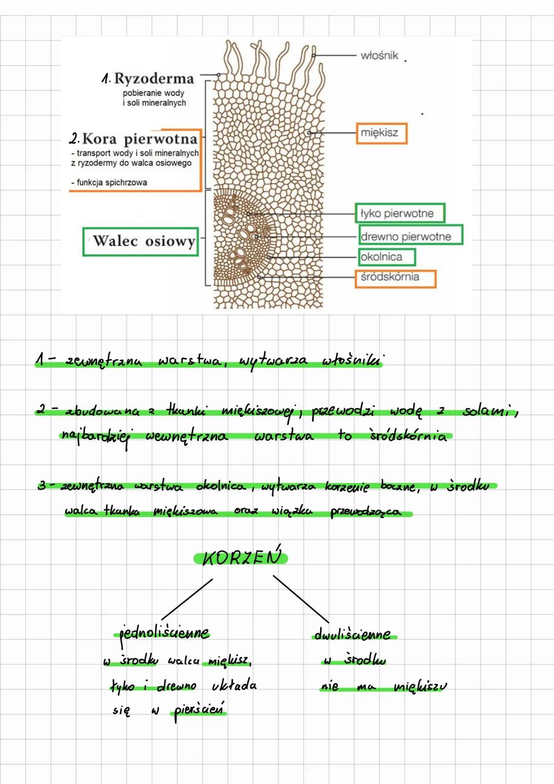 # Korzeń
SYSTEMY KORZENIOWE
DZIAŁ 3
TEMAT 3.5 3.113-119
palowy
korzeń
boczny
nagozalążkowe,
dwuliścienne,
gruby długi
korzeń główny
I c