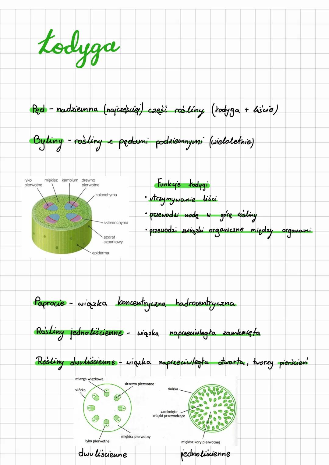 # Łodyga
Ped - nadzienna (najczęściej) caęši rośliny (łodyga + liście)
Byliny - rośliny z pędami podziemnymi (wieloletnie)
lyko
pierwotne