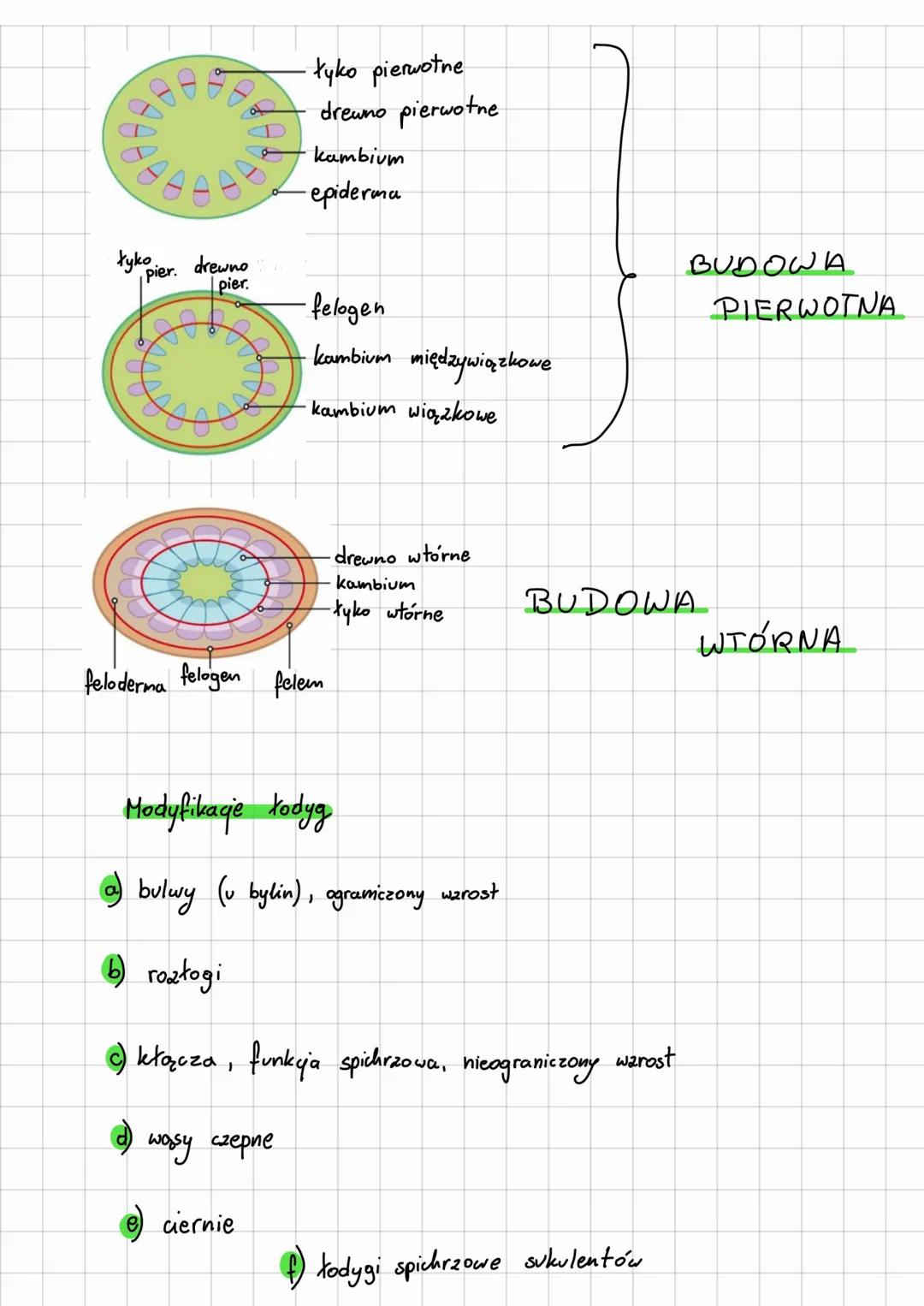 # Łodyga
Ped - nadzienna (najczęściej) caęši rośliny (łodyga + liście)
Byliny - rośliny z pędami podziemnymi (wieloletnie)
lyko
pierwotne