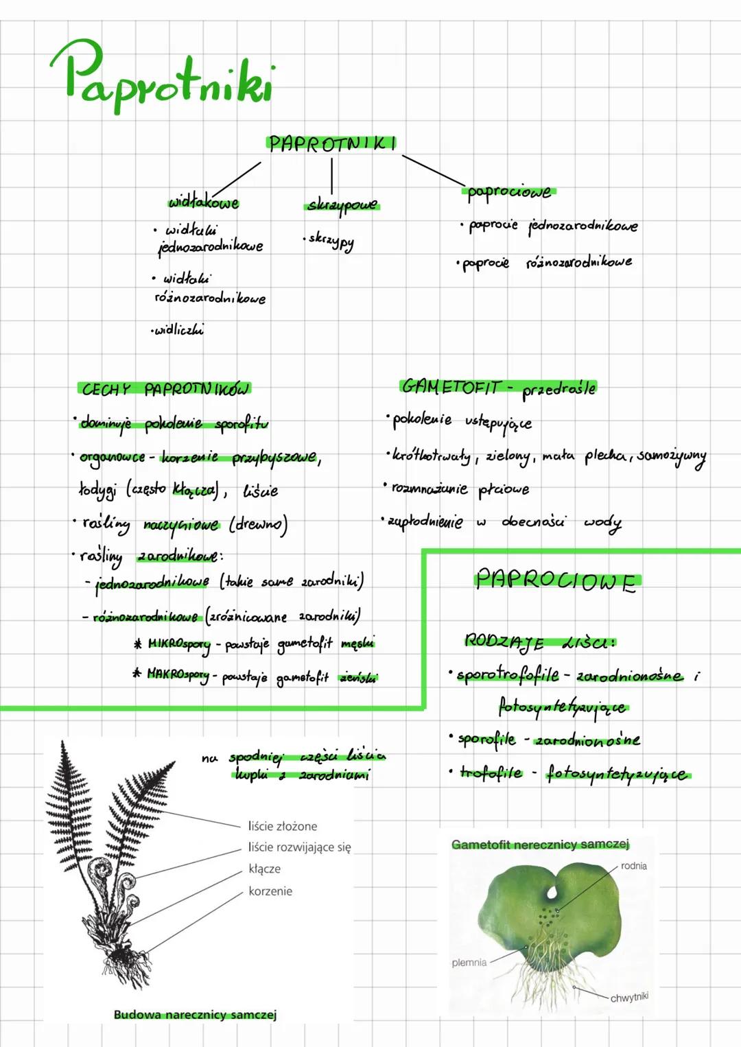 # Paprotniki
widłakowe
* widtaki
* jedno zarodnikowe
* widłaki
* różnozarodnikowe
* widliczhi
PAPROTNIKI
skraypowe
* skrzypy