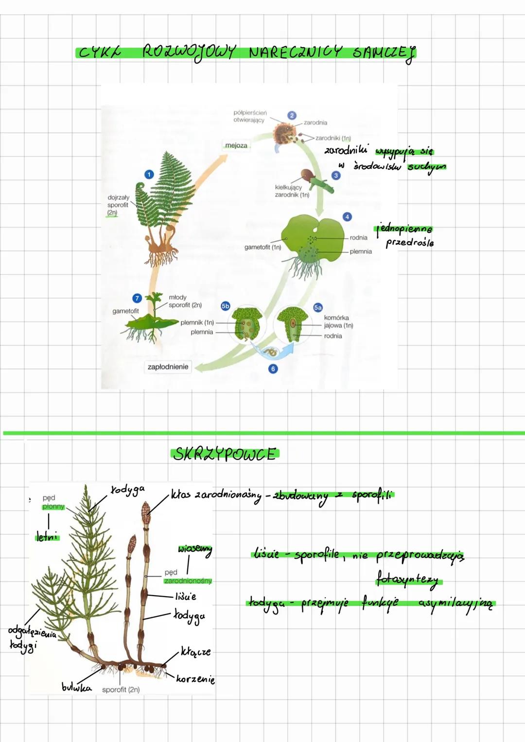# Paprotniki
widłakowe
* widtaki
* jedno zarodnikowe
* widłaki
* różnozarodnikowe
* widliczhi
PAPROTNIKI
skraypowe
* skrzypy