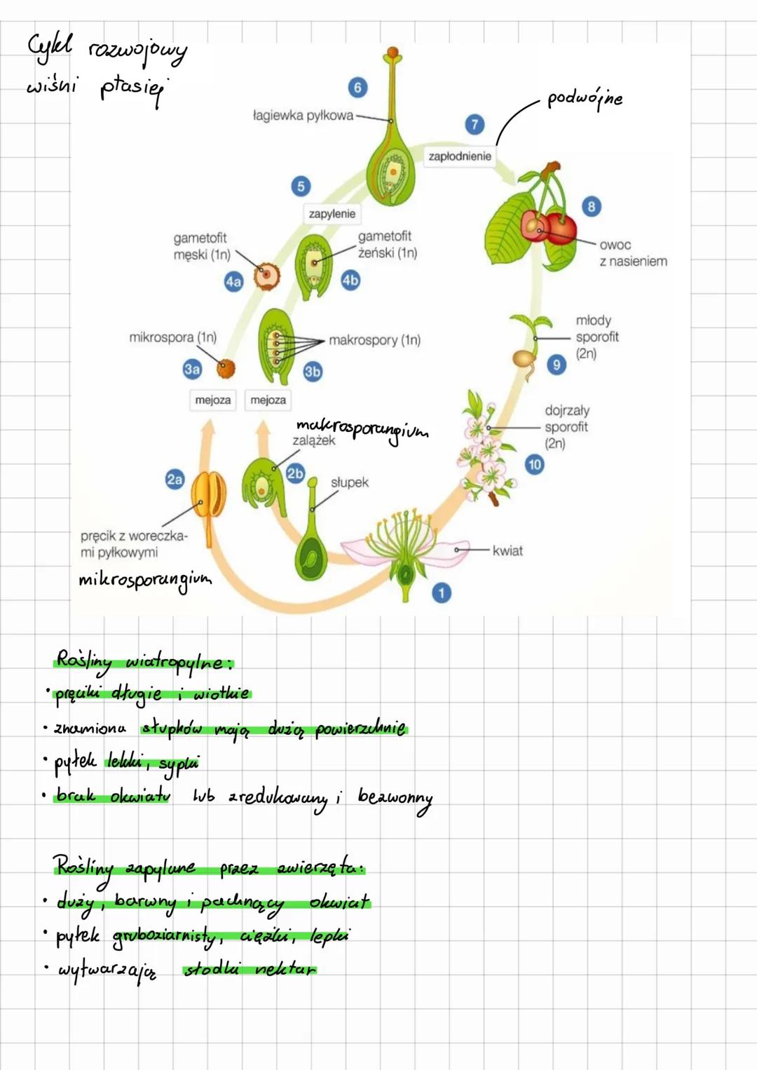 # Rośliny okrytonasienne
CECHY OKRYTONASIENNYCH:
* rośliny drzewiaste i zielne
* organy wegetatywne
-silnie wyspecjalizowane thanki