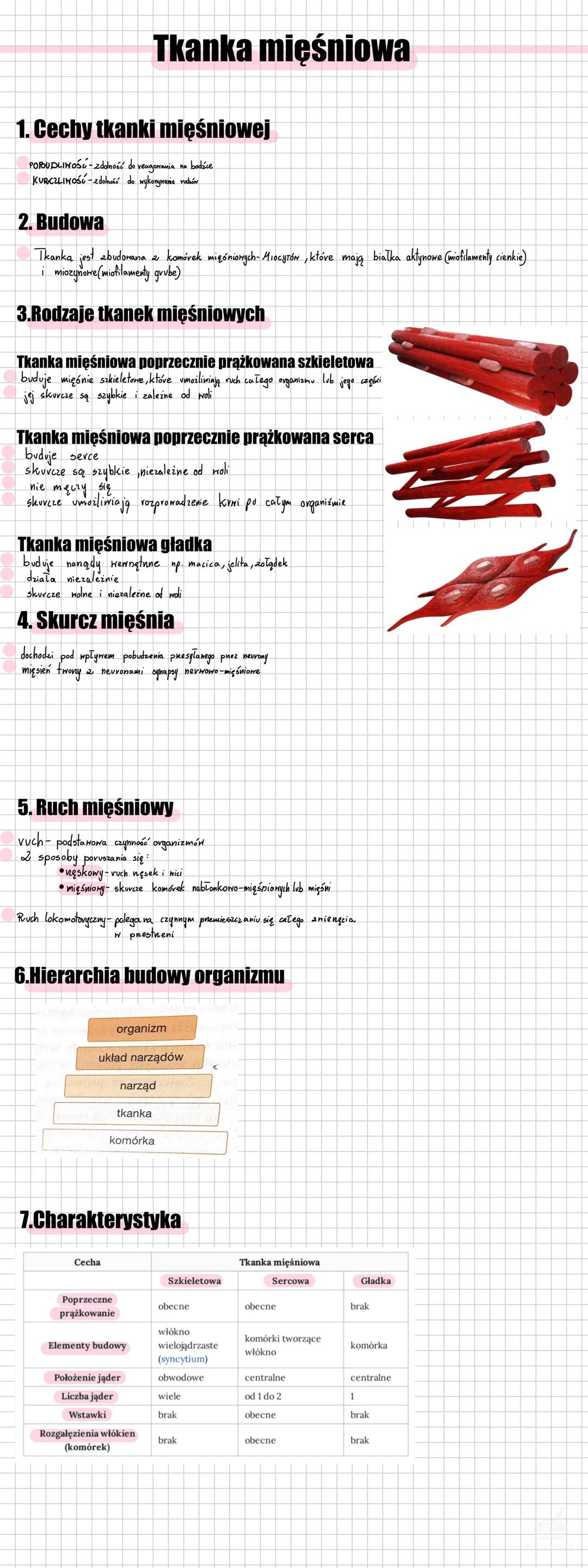 # Tkankam mięśniowa
## 1.Cechy tkanki mięśniowej
-PODRĄŻLIWOŚĆ - zdolność do reagowania na bodźce
-KURCZLIWOŚĆ - zdolność do skracania się
