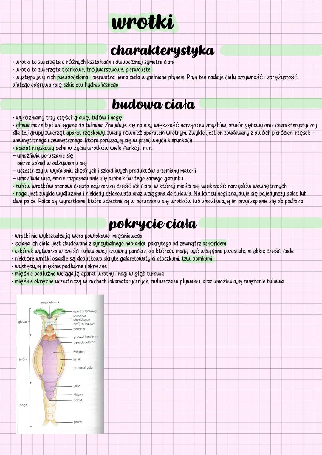 wrotki
charakterystyka
⚫wrotki to zwierzęta o różnych kształtach i dwubocznej symetrii ciała
wrotki to zwierzęta tkankowe, trójwarstwowe, pi