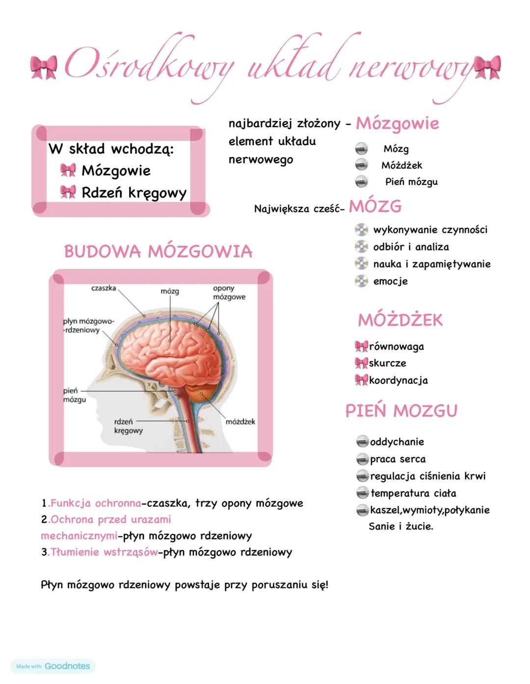 # 尚 Ośrodkowy układ nerwowy
## W skład wchodzą:
* Mózgowie
* Rdzeń kręgowy
## BUDOWA MÓZGOWIA
czaszka
mózg
płyn mózgowo-
-rdzeniowy
opony