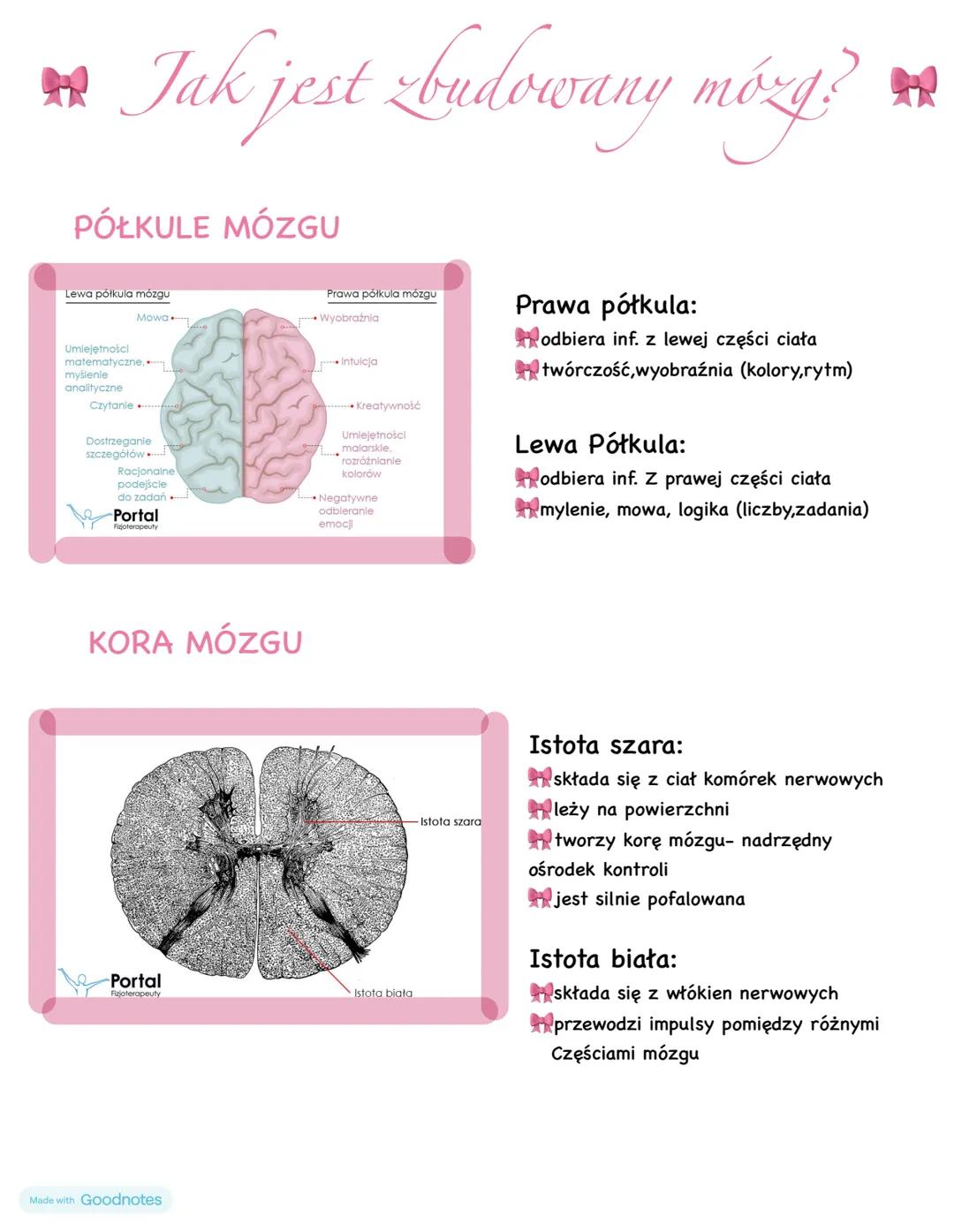 # 尚 Ośrodkowy układ nerwowy
## W skład wchodzą:
* Mózgowie
* Rdzeń kręgowy
## BUDOWA MÓZGOWIA
czaszka
mózg
płyn mózgowo-
-rdzeniowy
opony