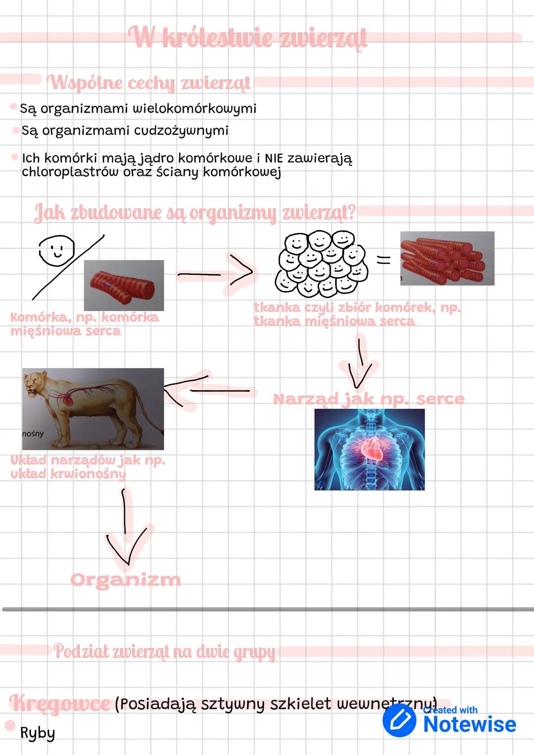 # W królestwie zwierząt
## Wspólne cechy zwierząt
* Są organizmami wielokomórkowymi
* Są organizmami cudzożywnymi
* Ich komórki mają