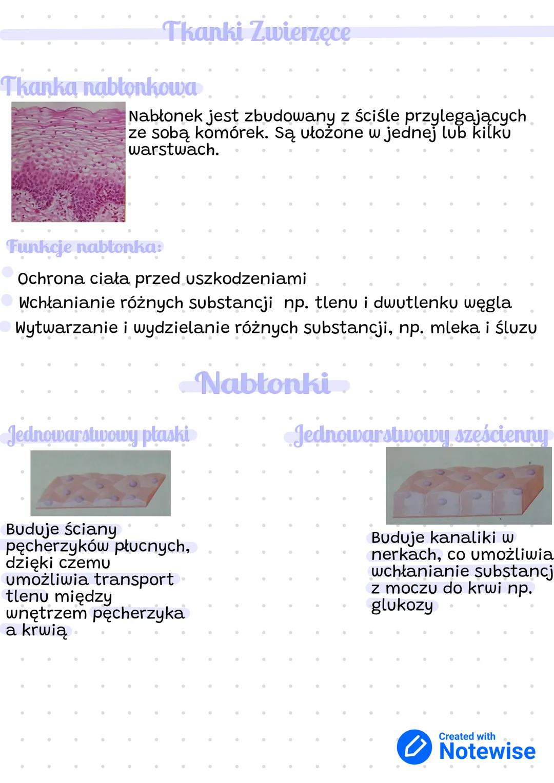 Tkanki Zwierzęce
Tkanka nabłonkowa
Nabłonek jest zbudowany z ściśle przylegających
ze sobą komórek. Są ułożone w jednej lub kilku
warstwach.