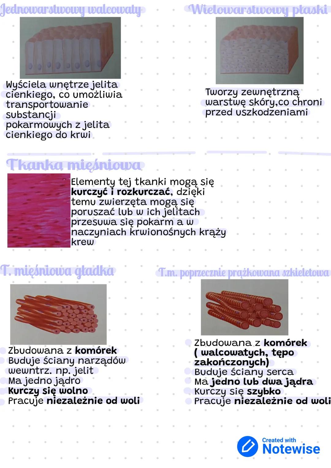 Tkanki Zwierzęce
Tkanka nabłonkowa
Nabłonek jest zbudowany z ściśle przylegających
ze sobą komórek. Są ułożone w jednej lub kilku
warstwach.