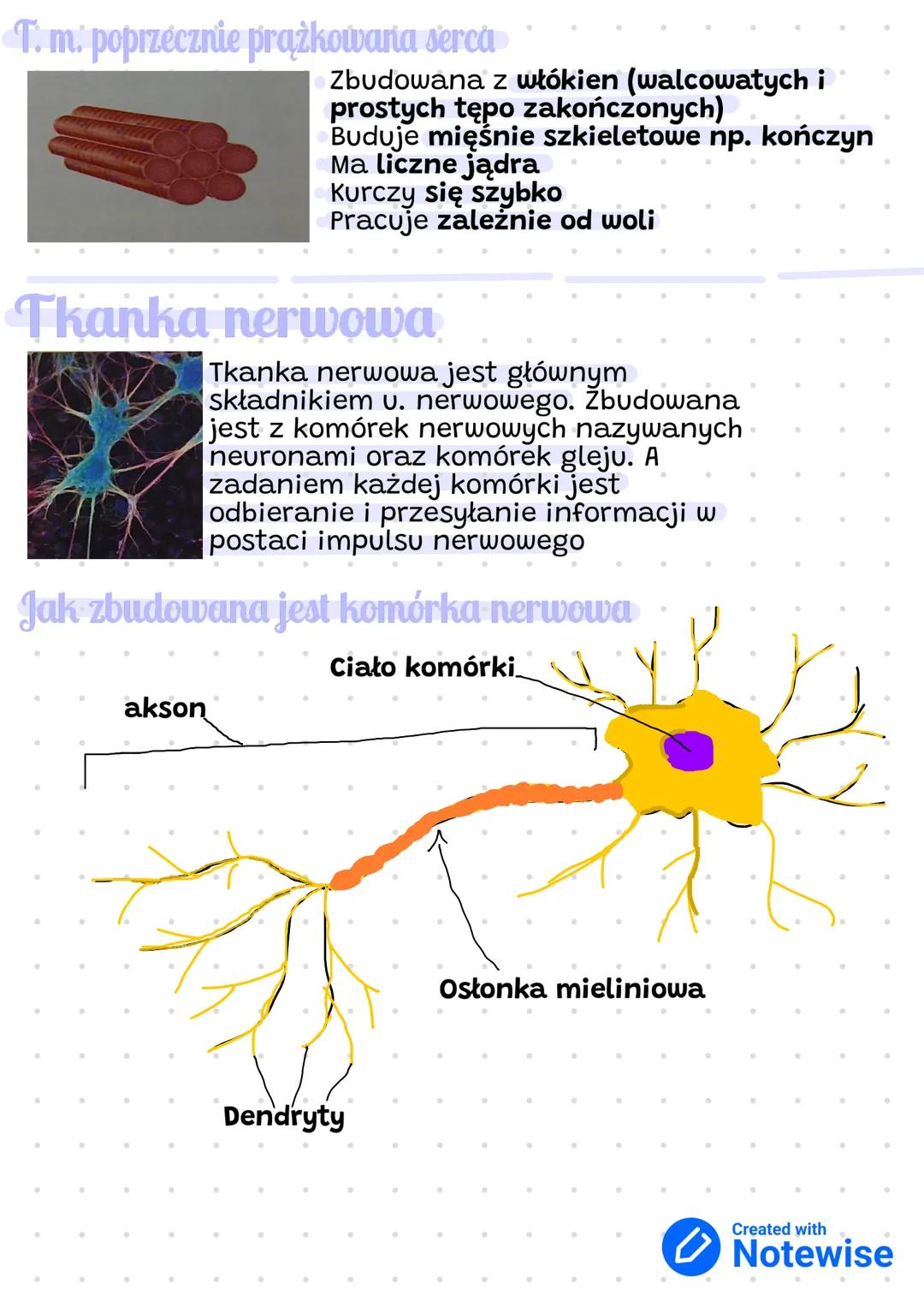 Tkanki Zwierzęce
Tkanka nabłonkowa
Nabłonek jest zbudowany z ściśle przylegających
ze sobą komórek. Są ułożone w jednej lub kilku
warstwach.