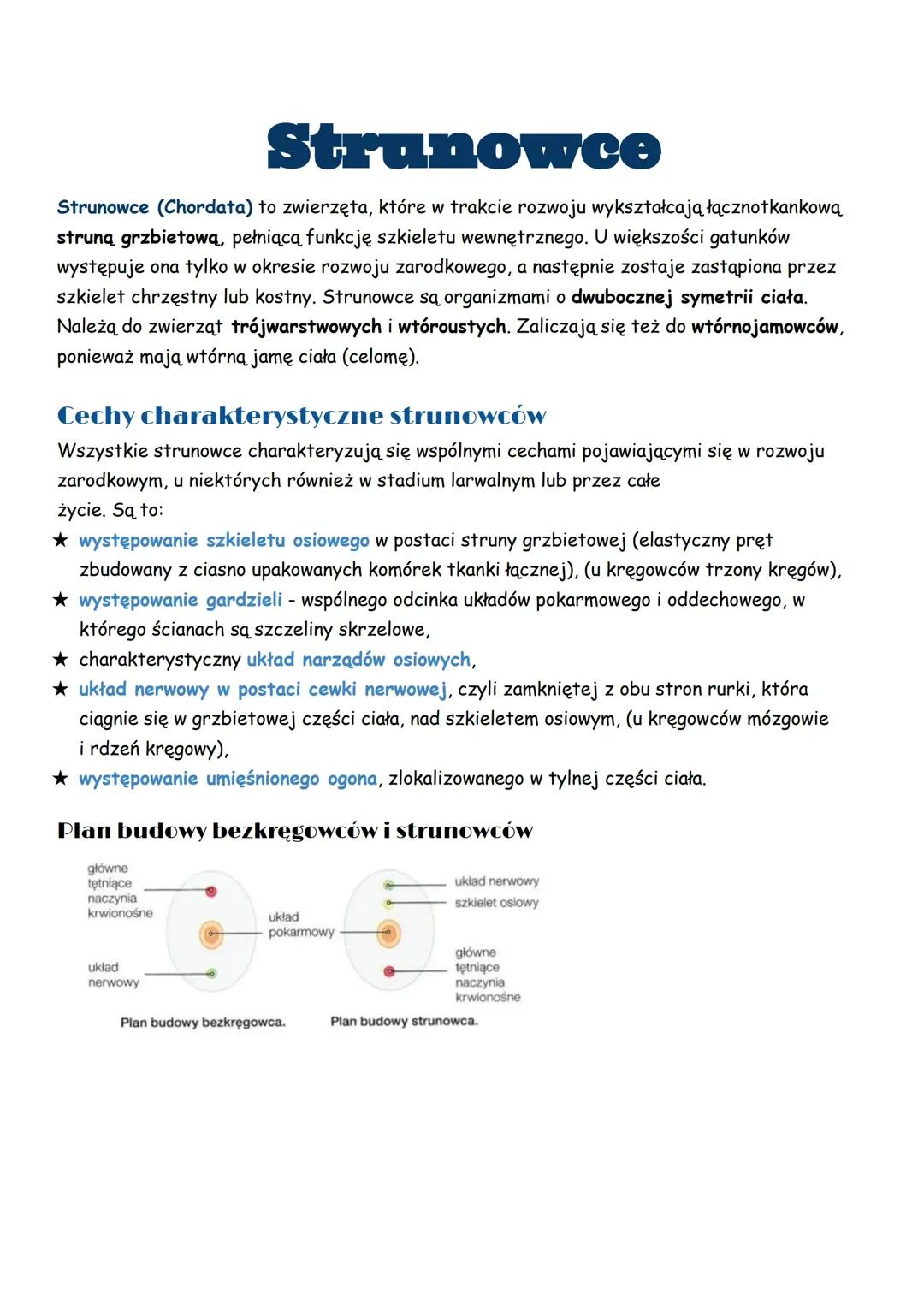 Charakterystyka strunowców
