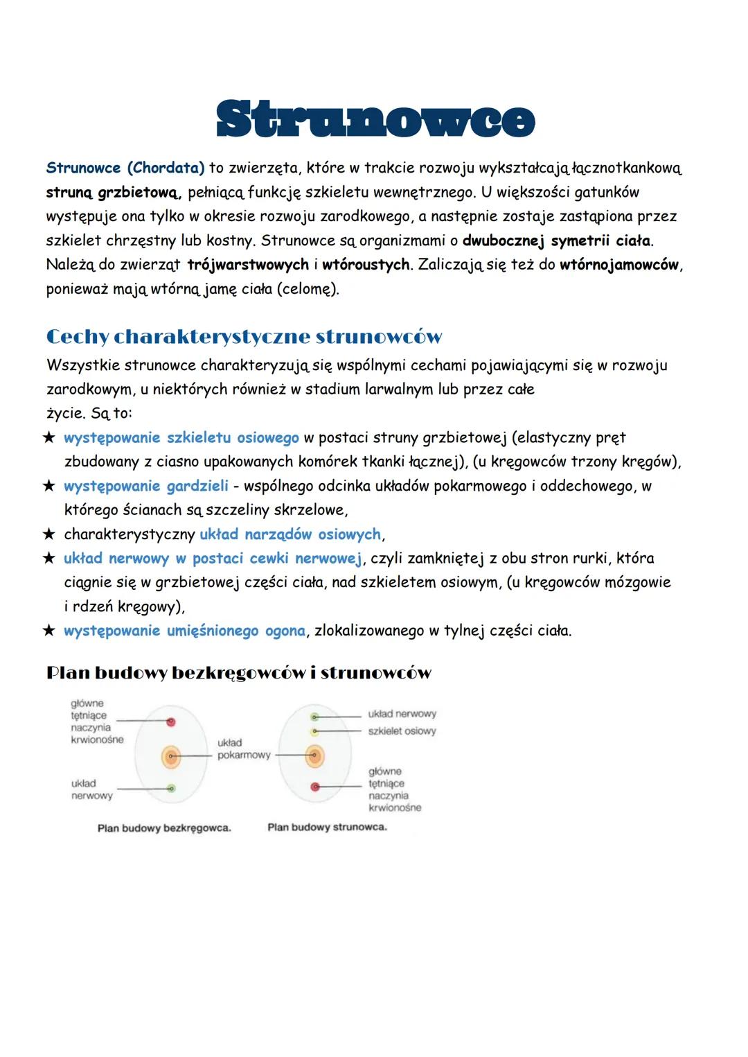 Strunowce
Strunowce (Chordata) to zwierzęta, które w trakcie rozwoju wykształcają łącznotkankową
struną grzbietową, pełniącą funkcję szkiele