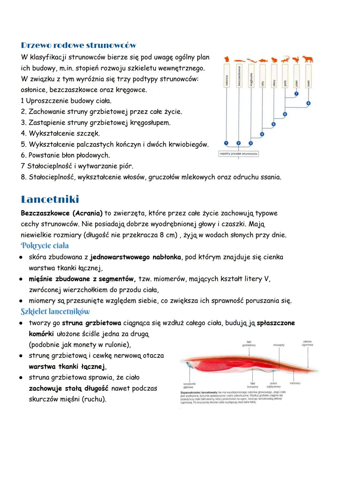 Strunowce
Strunowce (Chordata) to zwierzęta, które w trakcie rozwoju wykształcają łącznotkankową
struną grzbietową, pełniącą funkcję szkiele