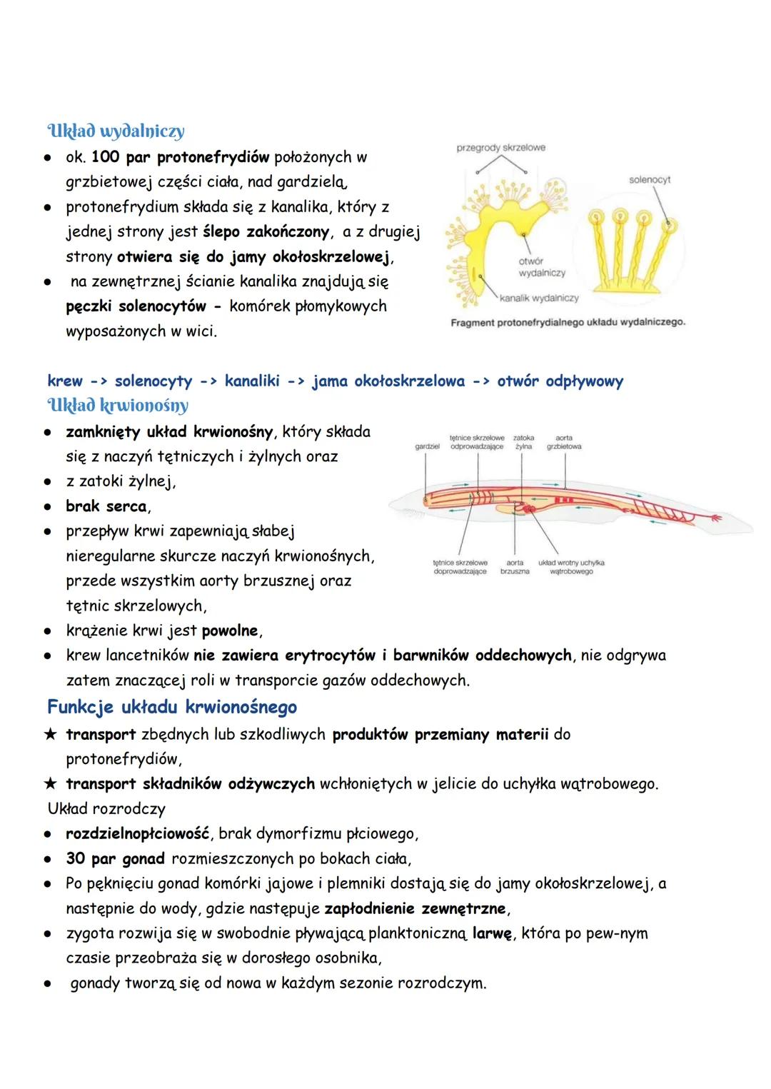 Strunowce
Strunowce (Chordata) to zwierzęta, które w trakcie rozwoju wykształcają łącznotkankową
struną grzbietową, pełniącą funkcję szkiele