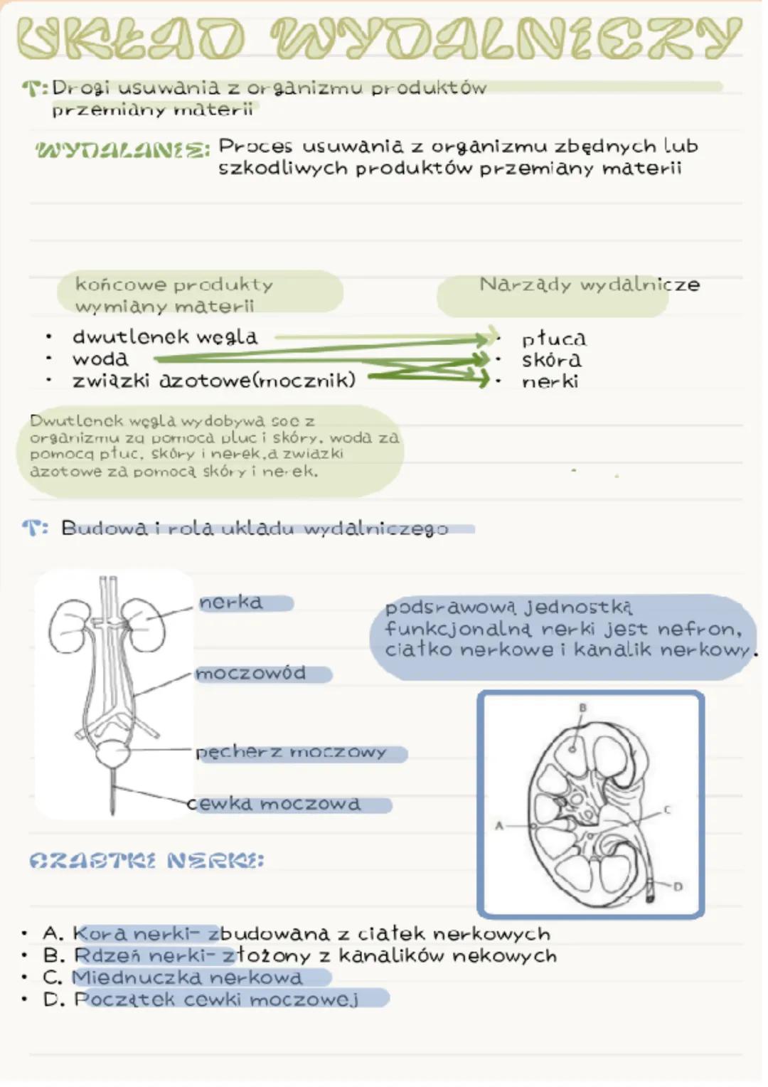 UKŁAD WYDALNICZY
T: Drogi usuwania z organizmu produktów
przemiany materii
WYDALANES: Proces usuwania z organizmu zbędnych lub
szkodliwych p